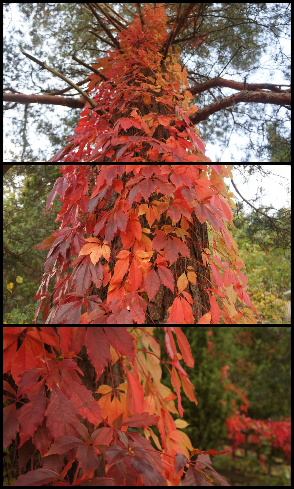 Thicket creeper (Parthenocissus inserta)