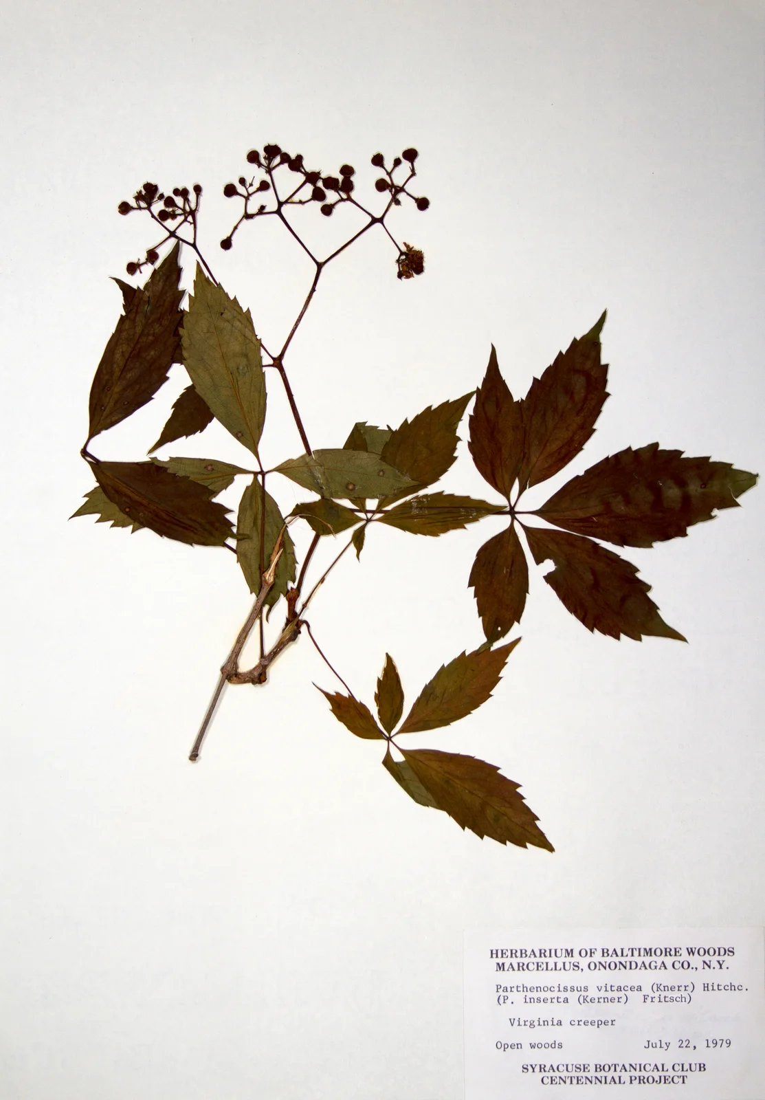 Parthenocissus inserta BW-1979-0722-0758