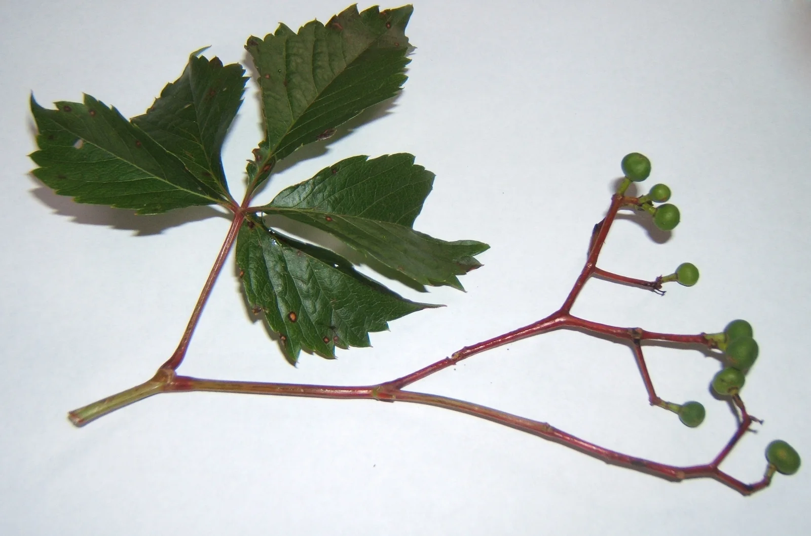 ParthenocissusVitacea