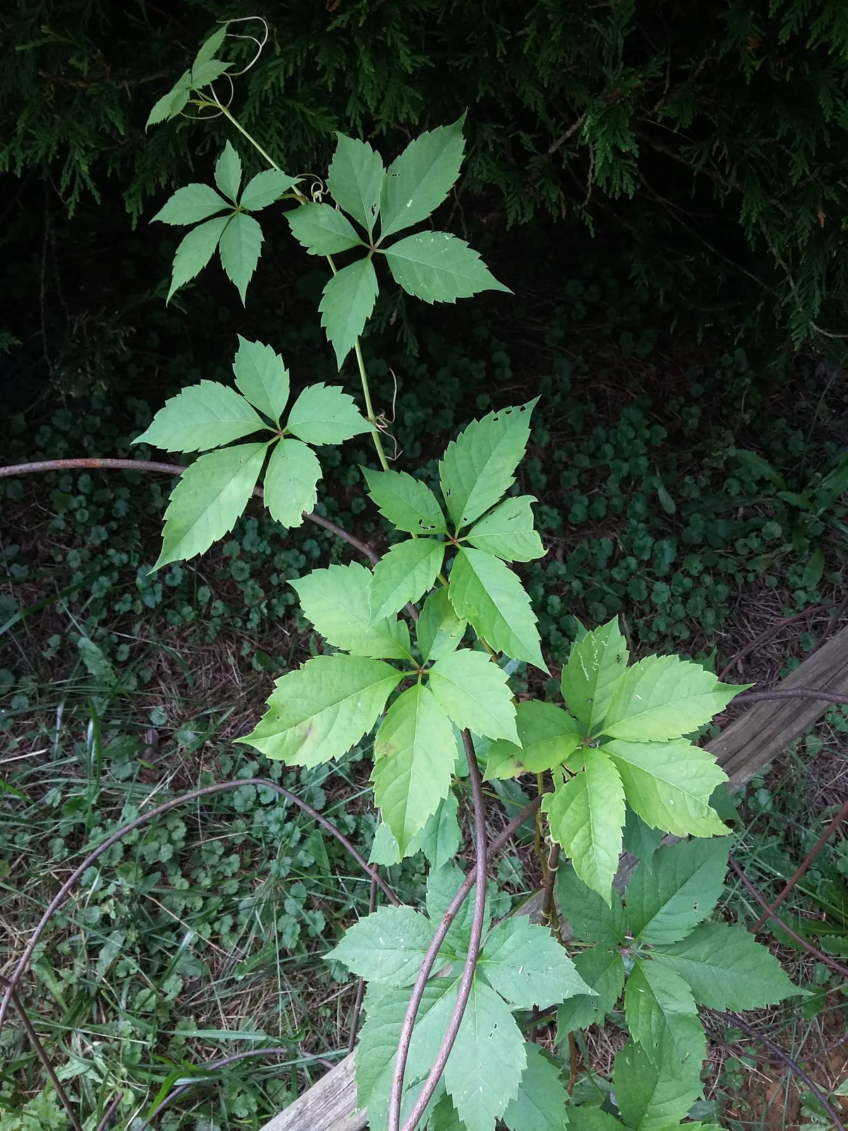 Parthenocissus inserta 20160823 154503