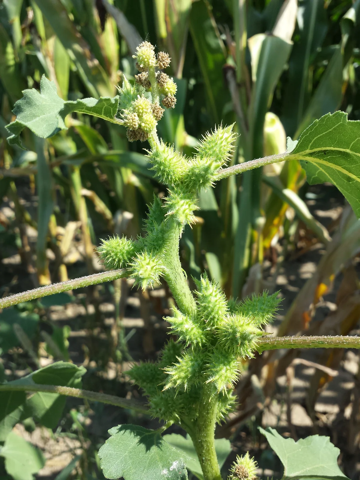 Xanthium orientale s. lat. sl38