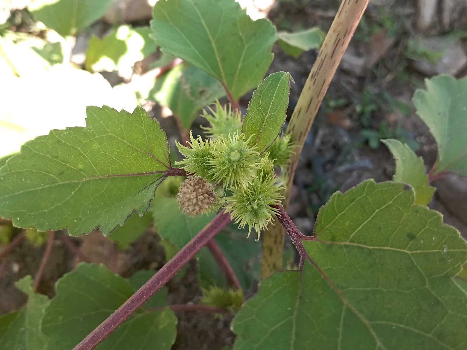 Cadillo (Xanthium orientale) I
