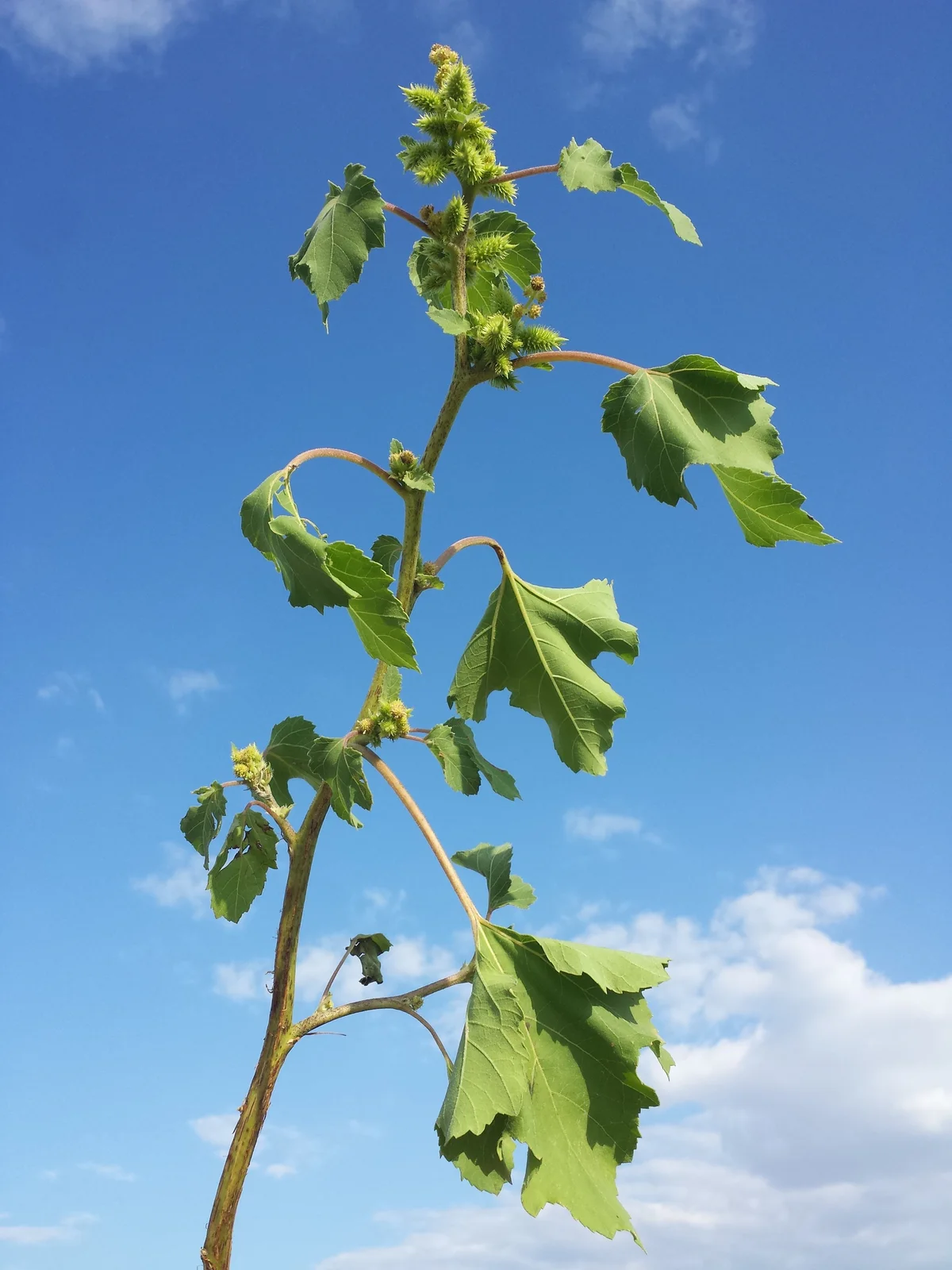 Xanthium orientale s. lat. sl5