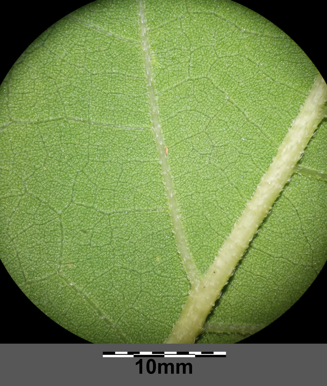 Xanthium orientale s. lat. sl14