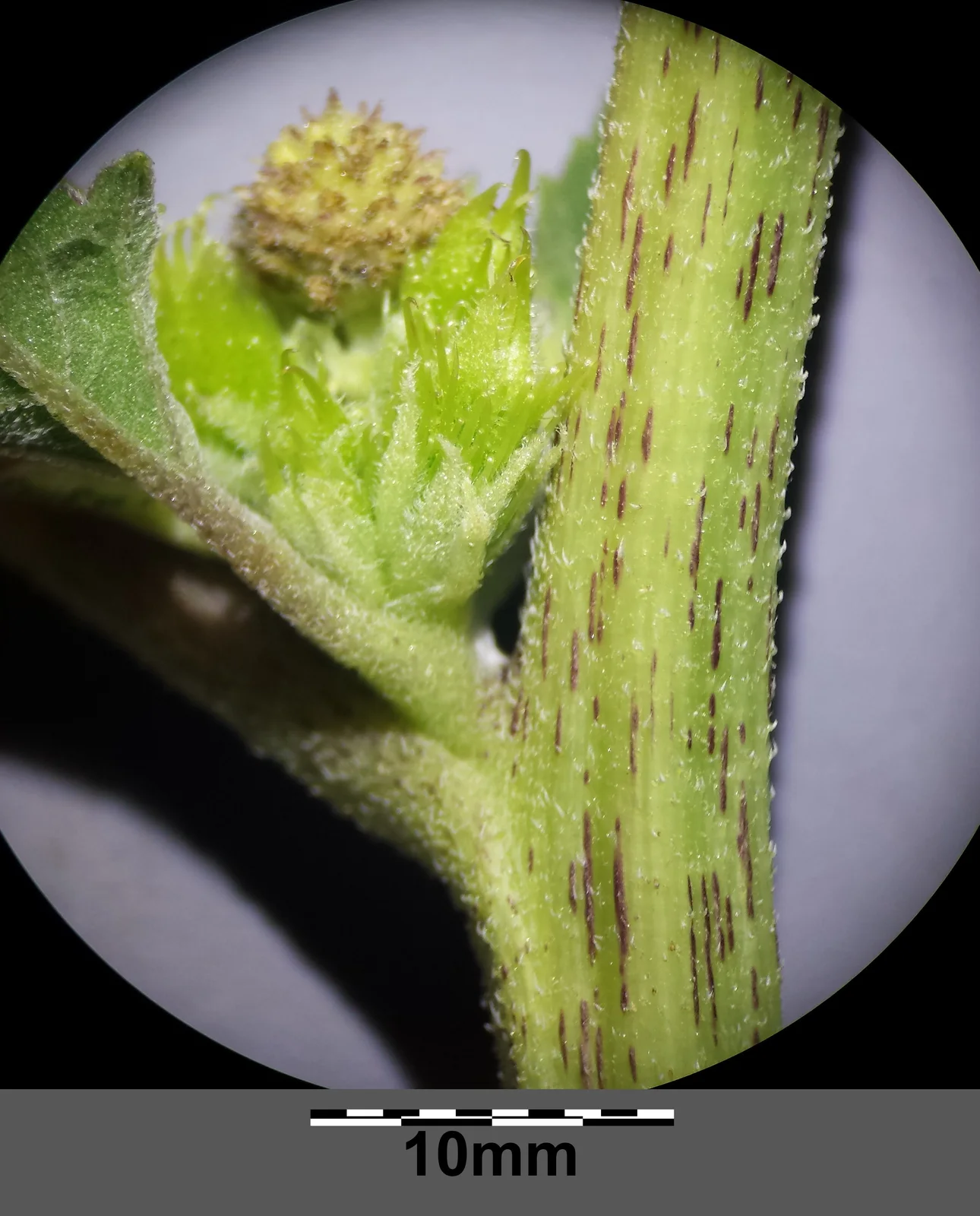 Xanthium orientale s. lat. sl13