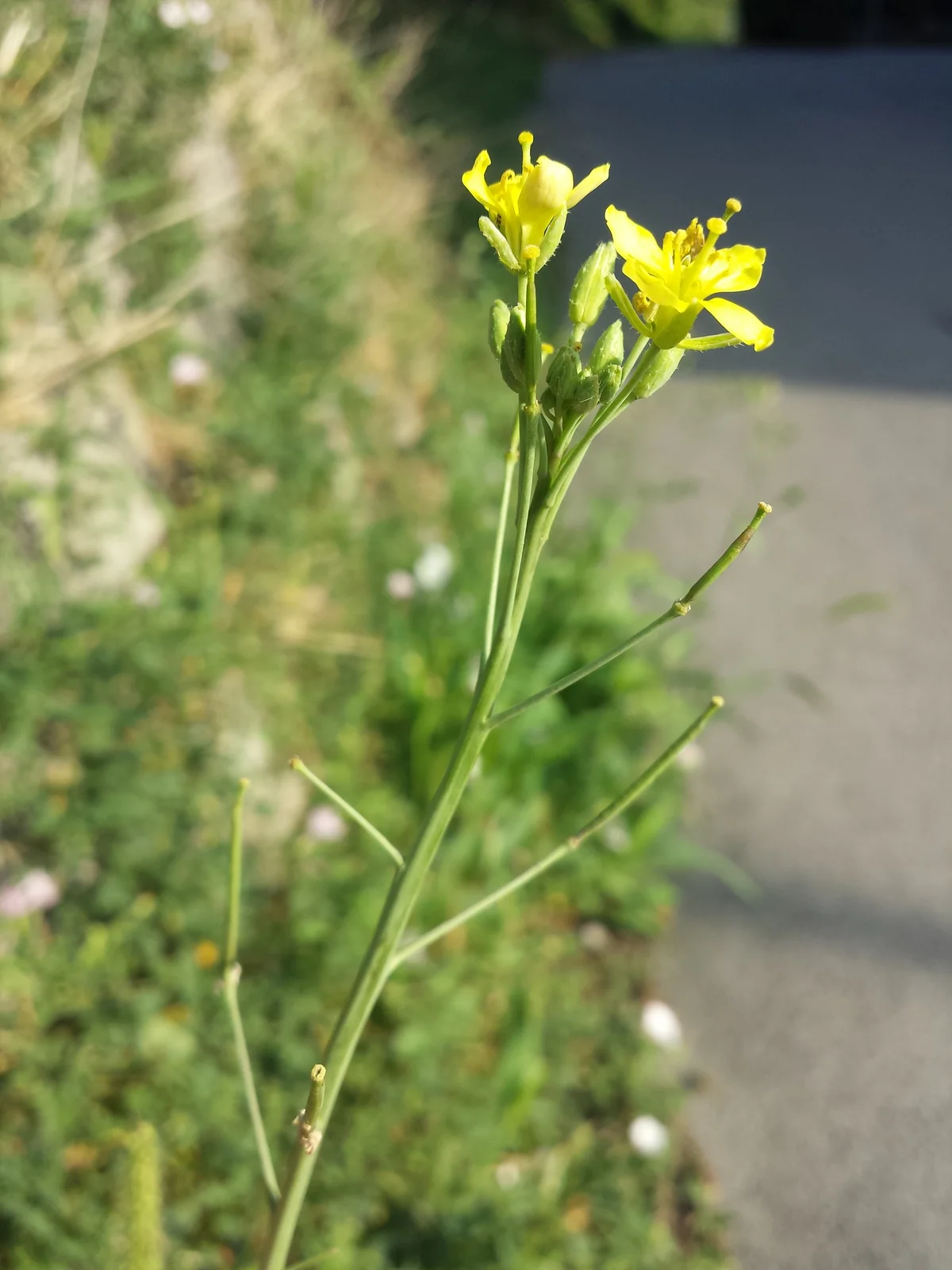 Diplotaxis tenuifolia sl11