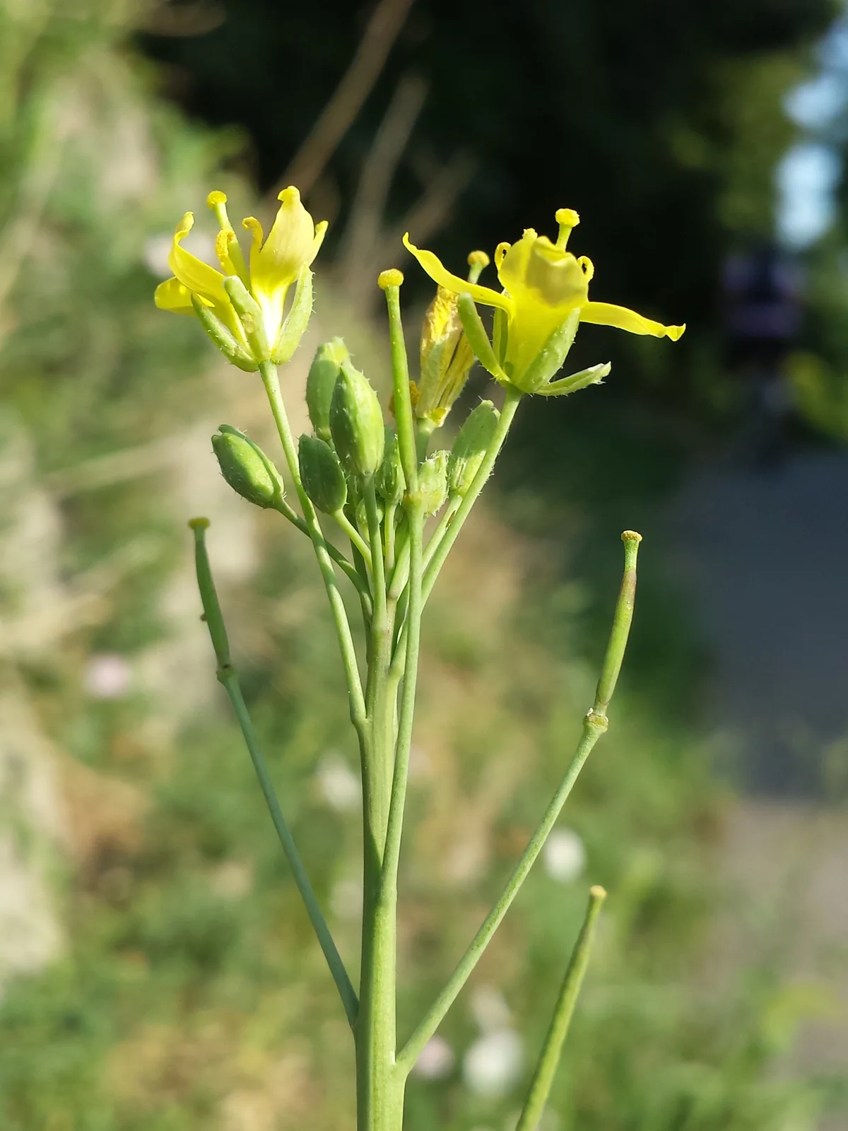 Diplotaxis tenuifolia sl8