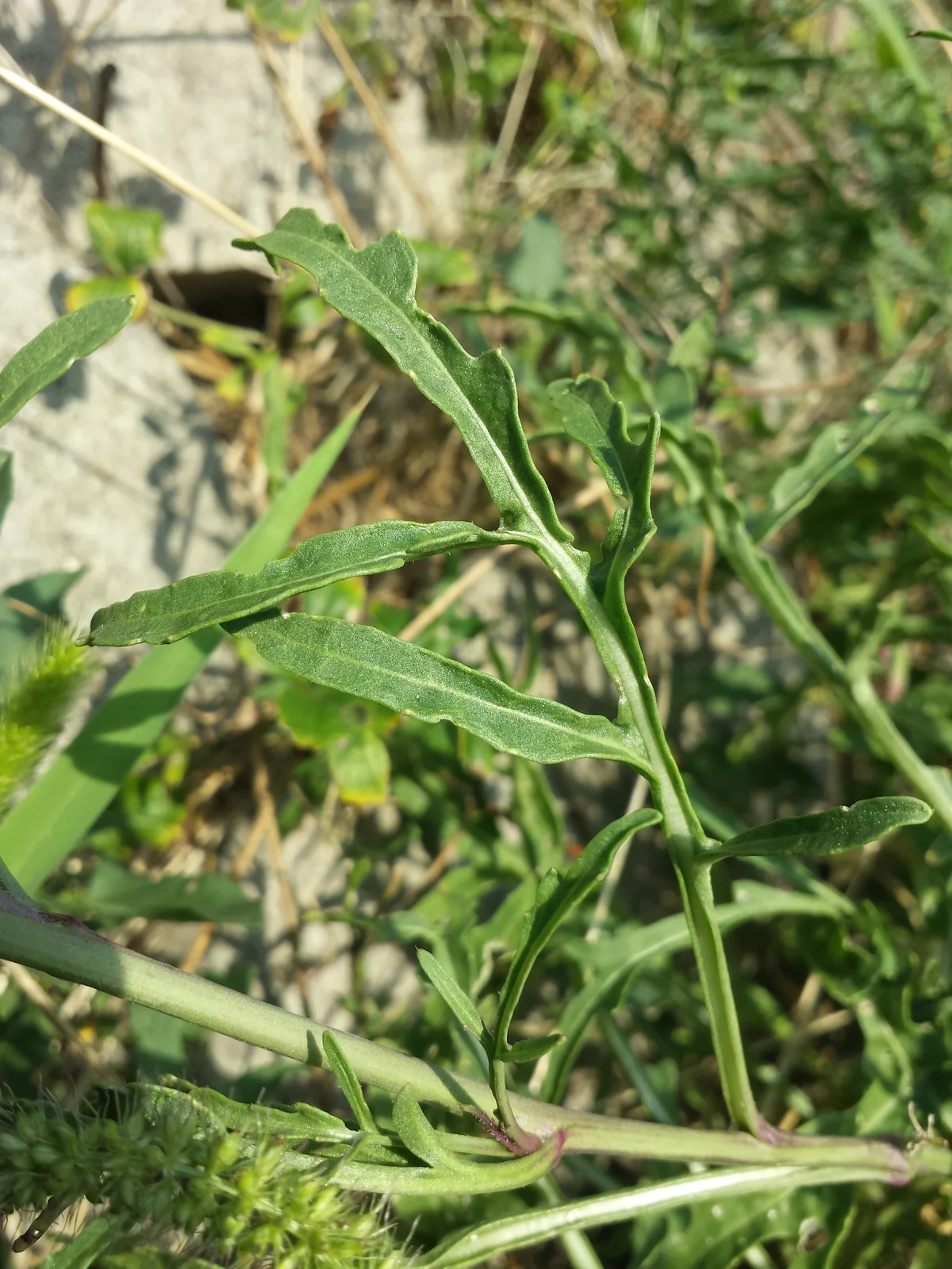 Diplotaxis tenuifolia sl12