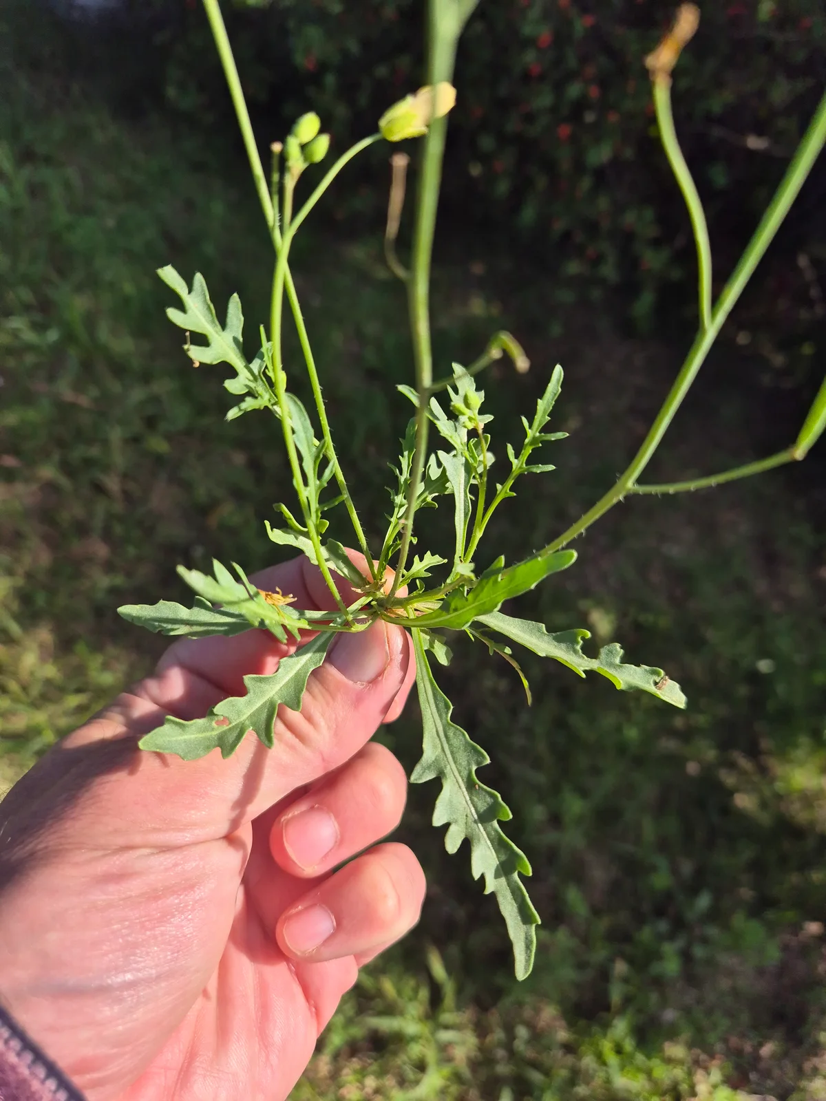 Diplotaxis tenuifolia sl39