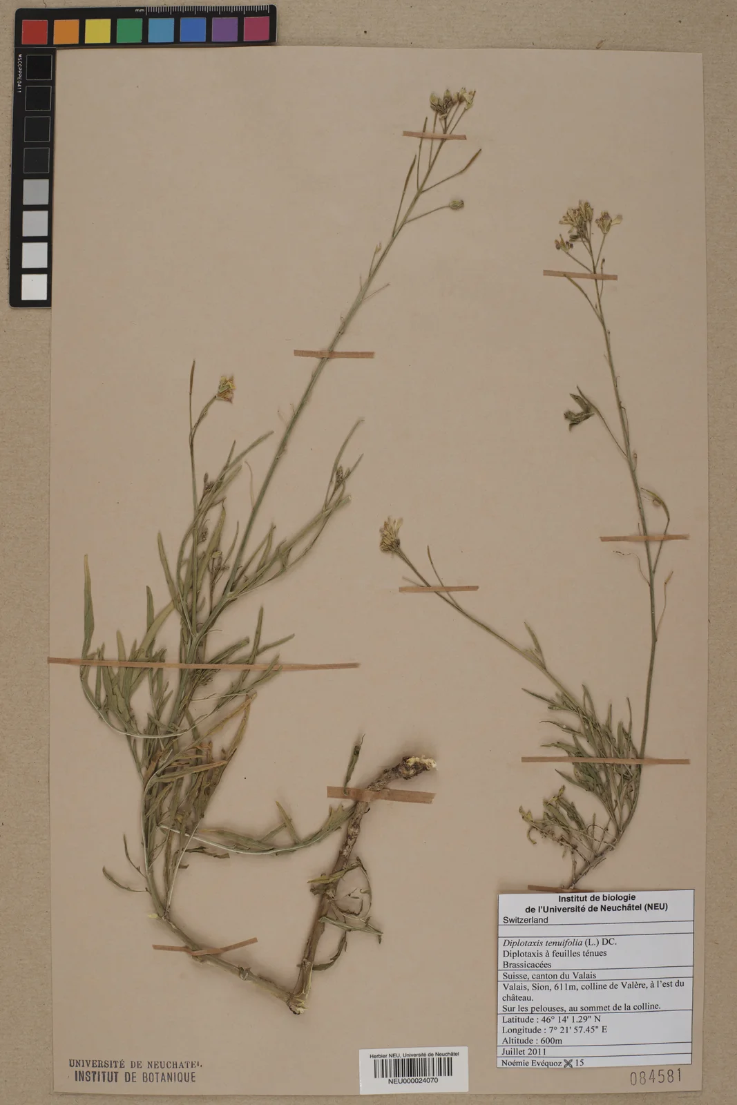 Neuchâtel Herbarium - Diplotaxis tenuifolia - NEU000024070