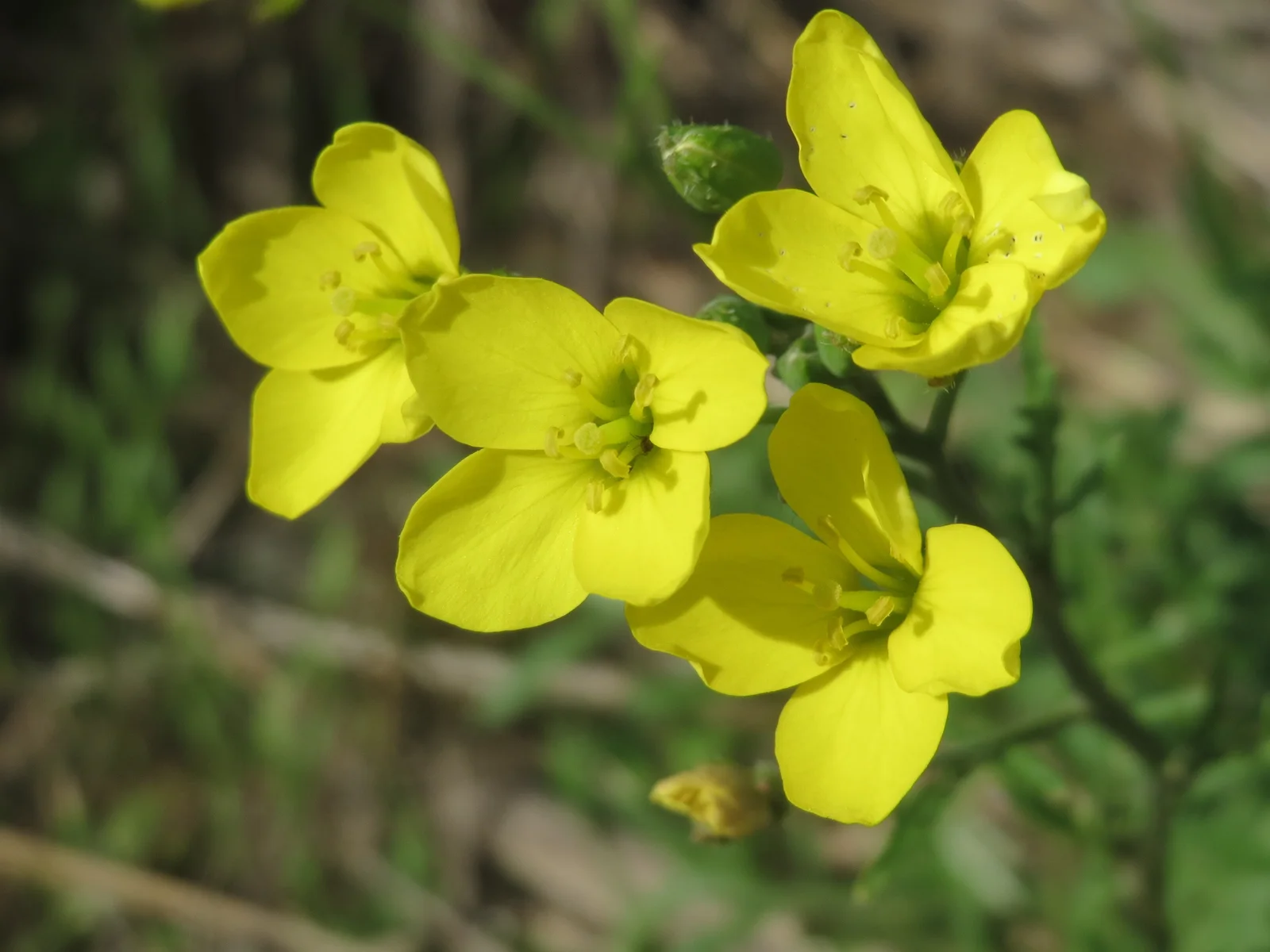 20150927Diplotaxis tenuifolia