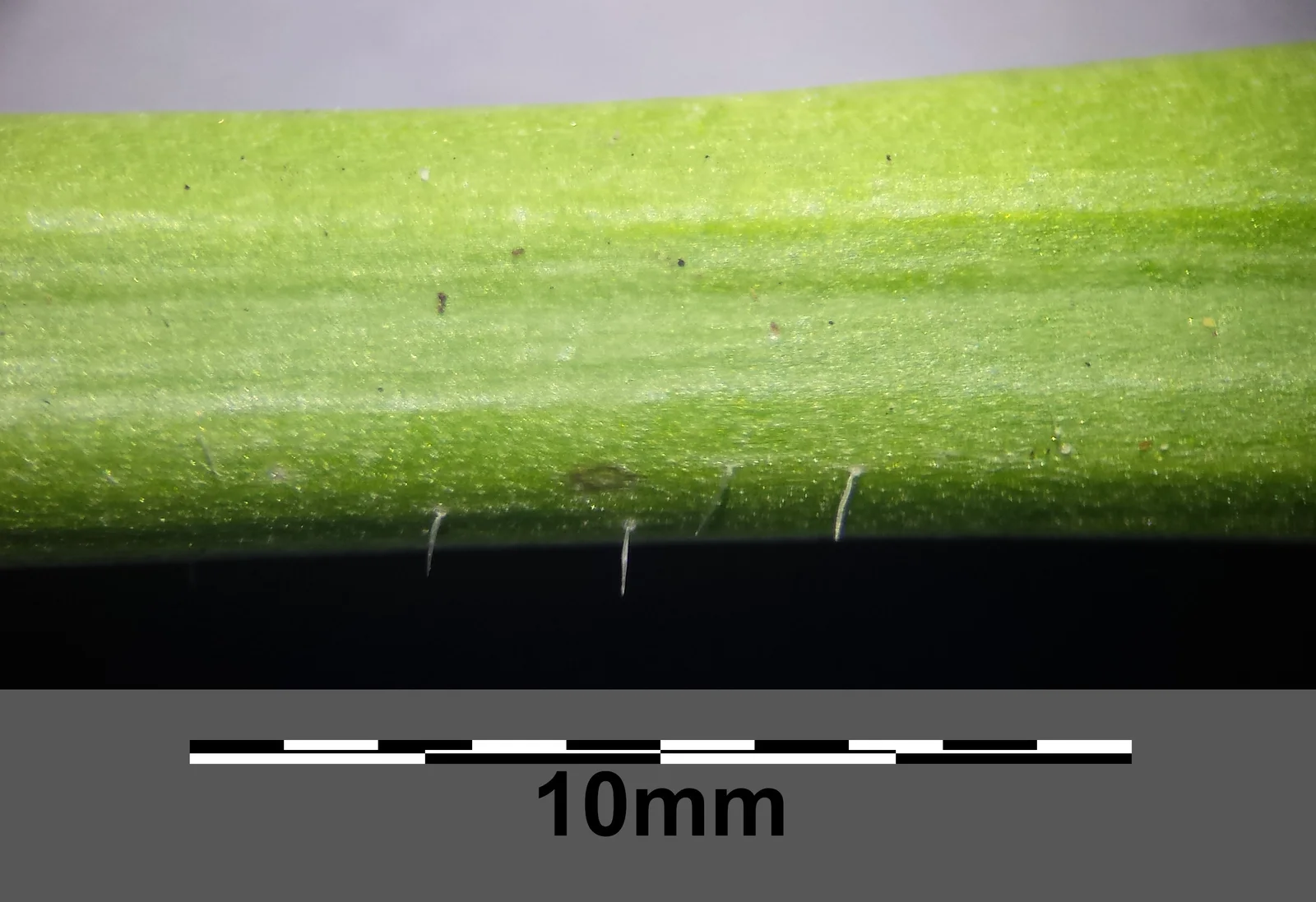 Diplotaxis tenuifolia sl14