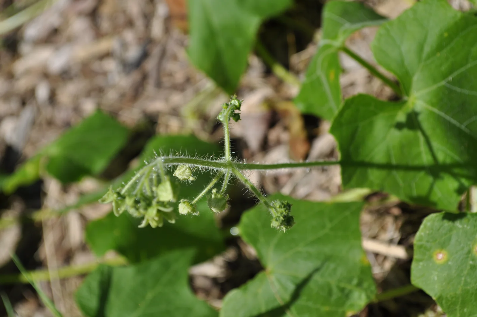 Echinocystis lobata - inflorescence (18218323314)