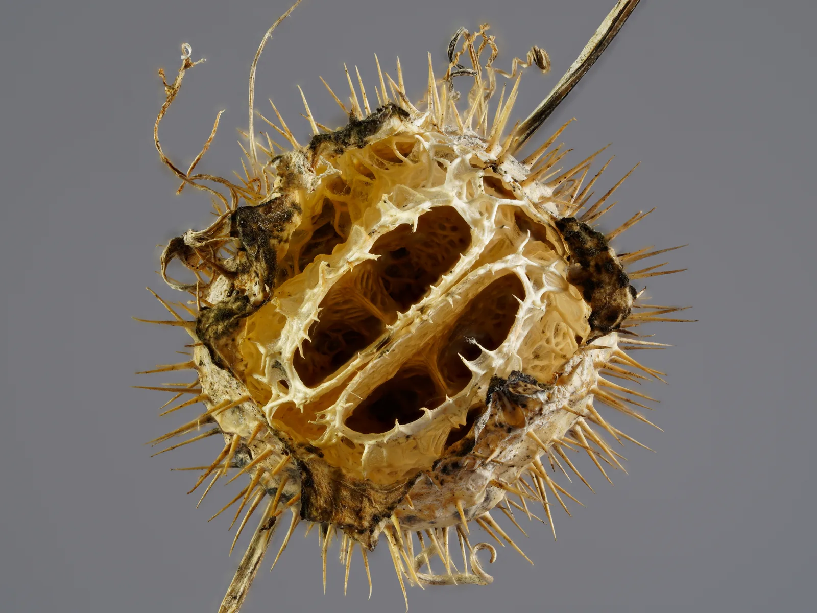 Kolczurka klapkowana Echinocystis lobata XII