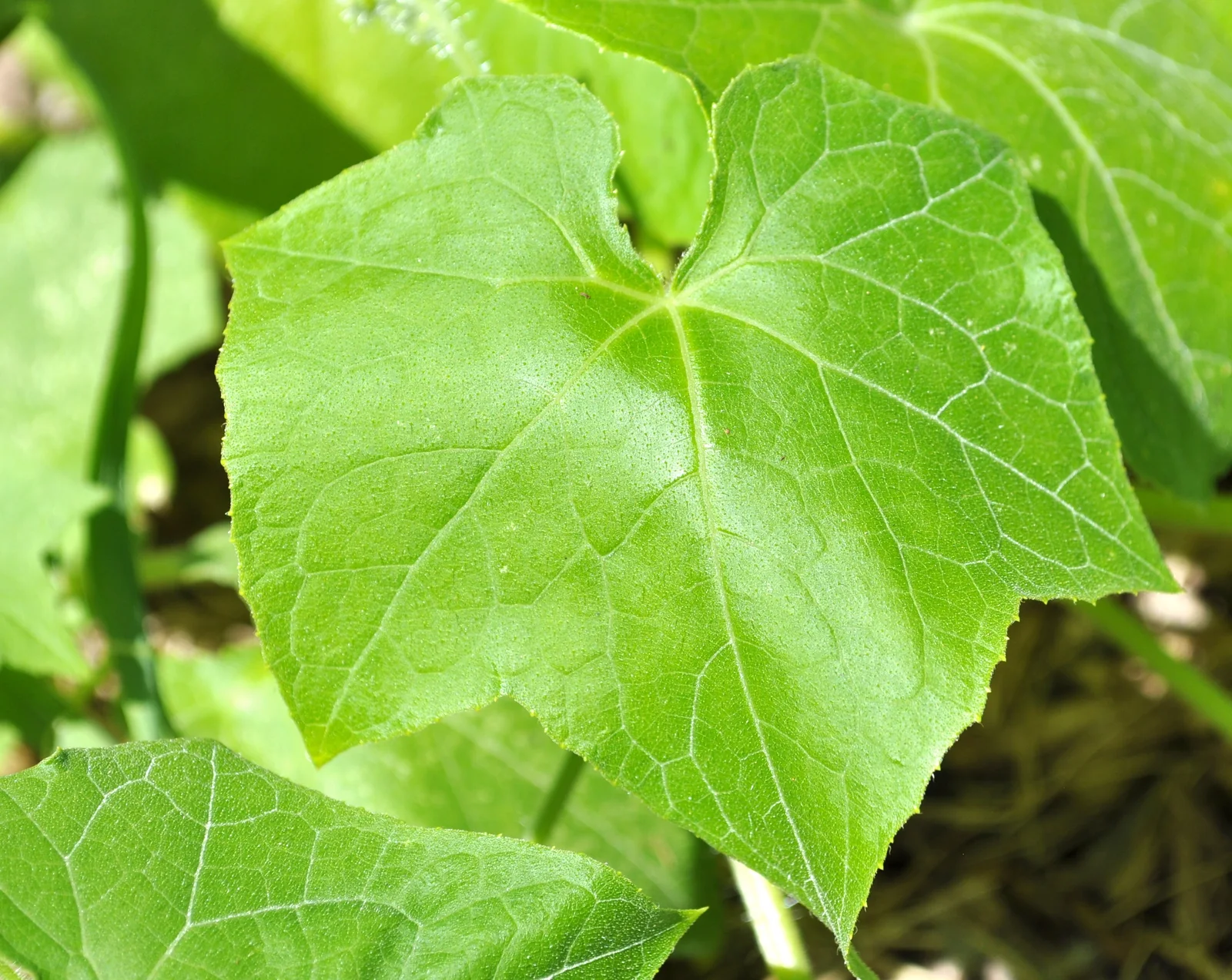 Echinocystis lobata - leaf (18653212380)