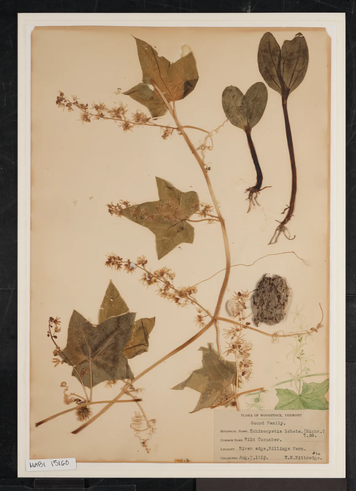 Echinocystis Lobata (Wild Cucumber) in Billings-Kittredge Herbaria (1c071084-6215-41b0-b146-7677999fac1c)