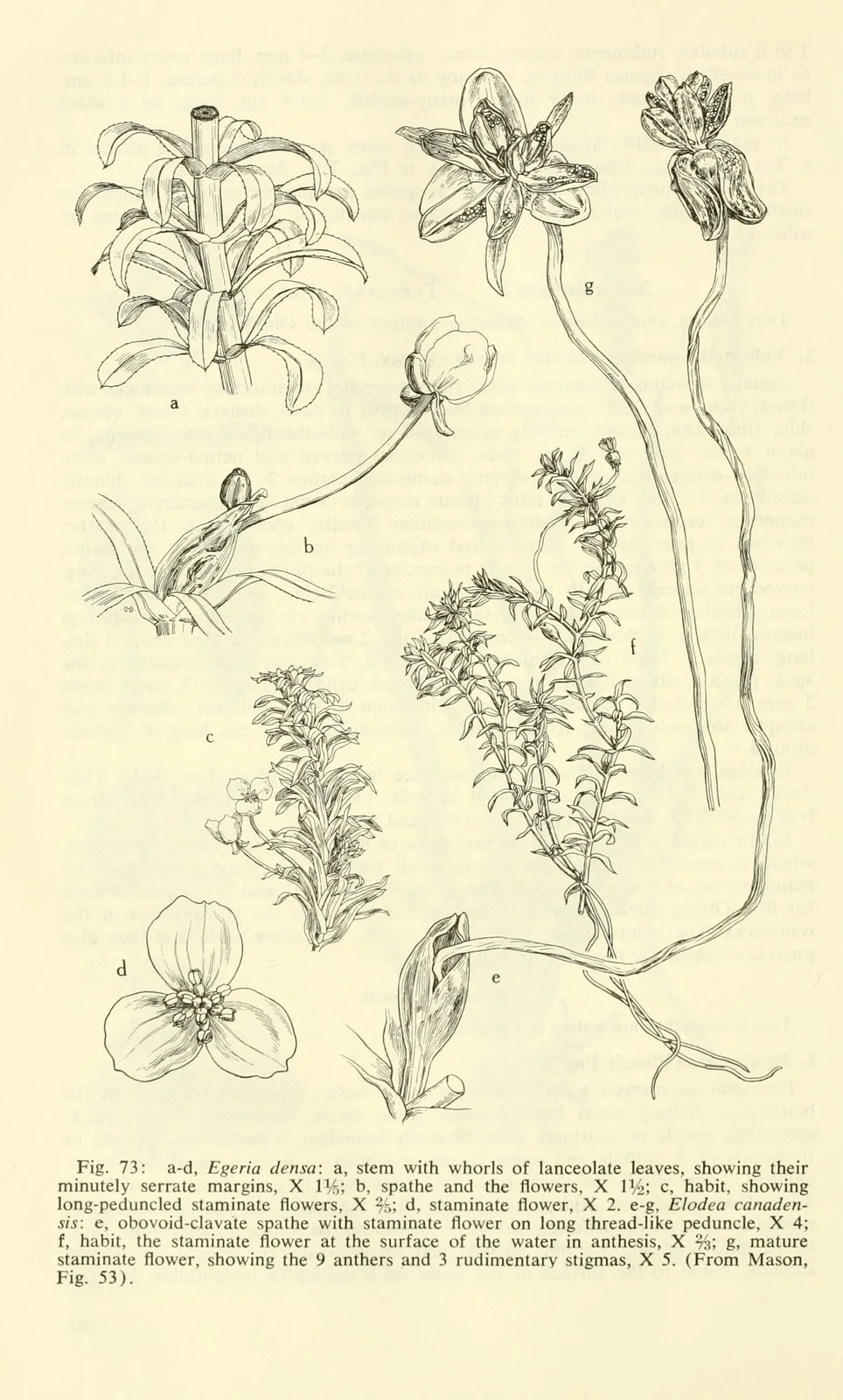 Aquatic and wetland plants of southwestern United States (1972) (19127647883)