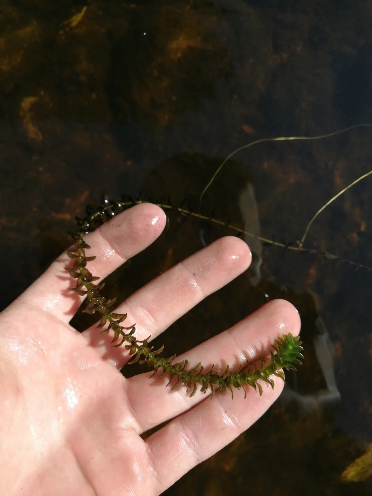 Elodea canadensis observation 236273559