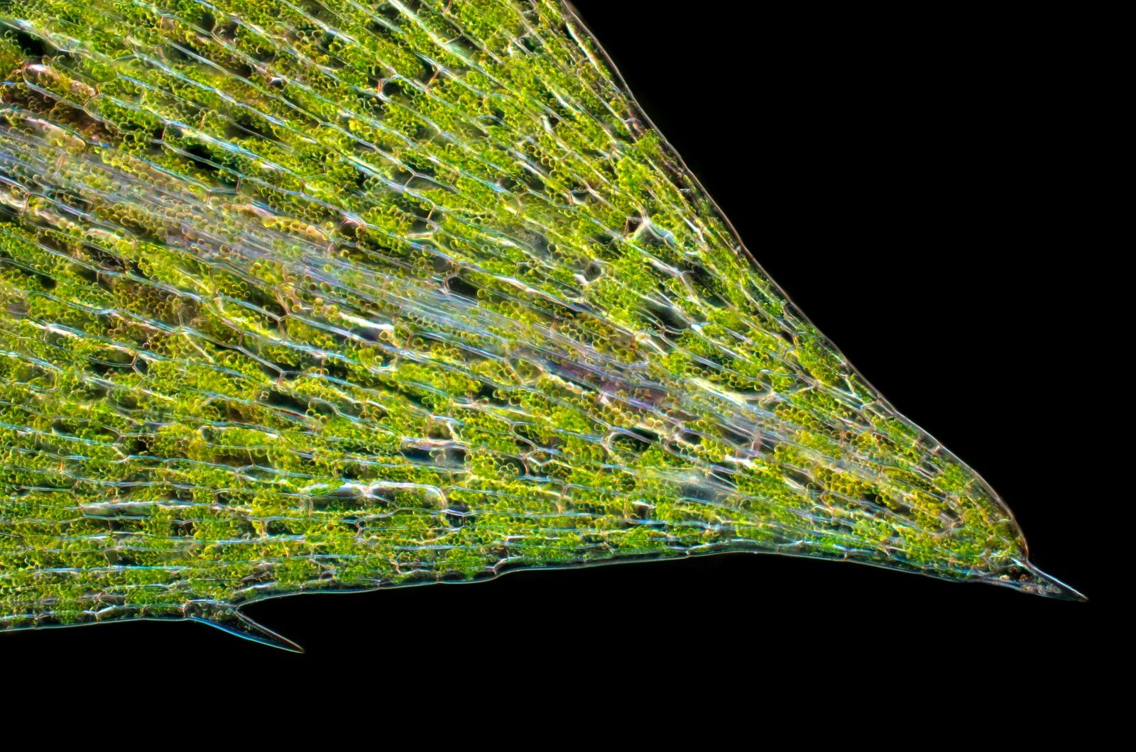 Canadian Pond Weed Leaf Tip