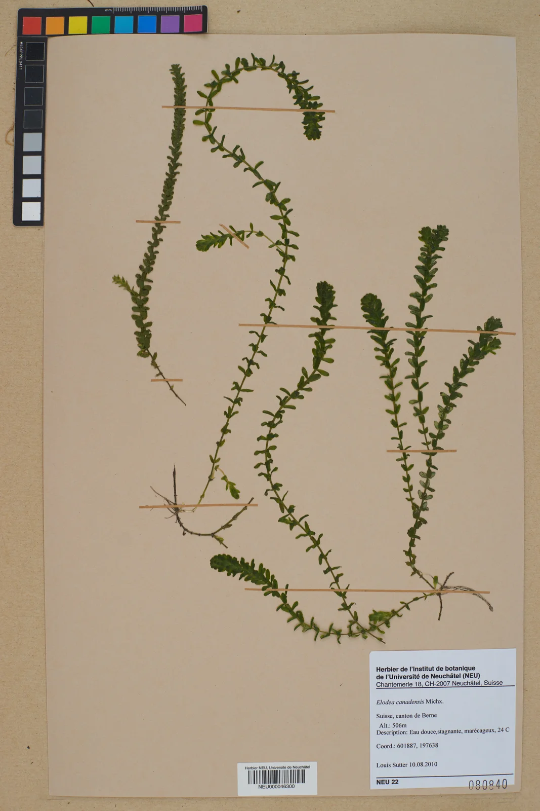 Neuchâtel Herbarium - Elodea canadensis - NEU000046300