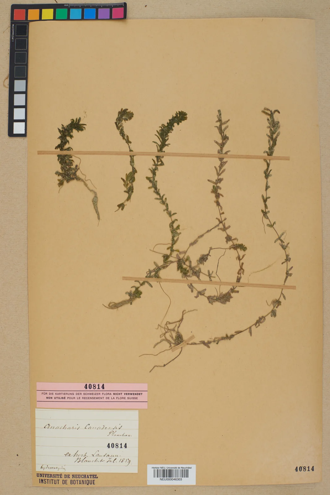 Neuchâtel Herbarium - Elodea canadensis - NEU000046303
