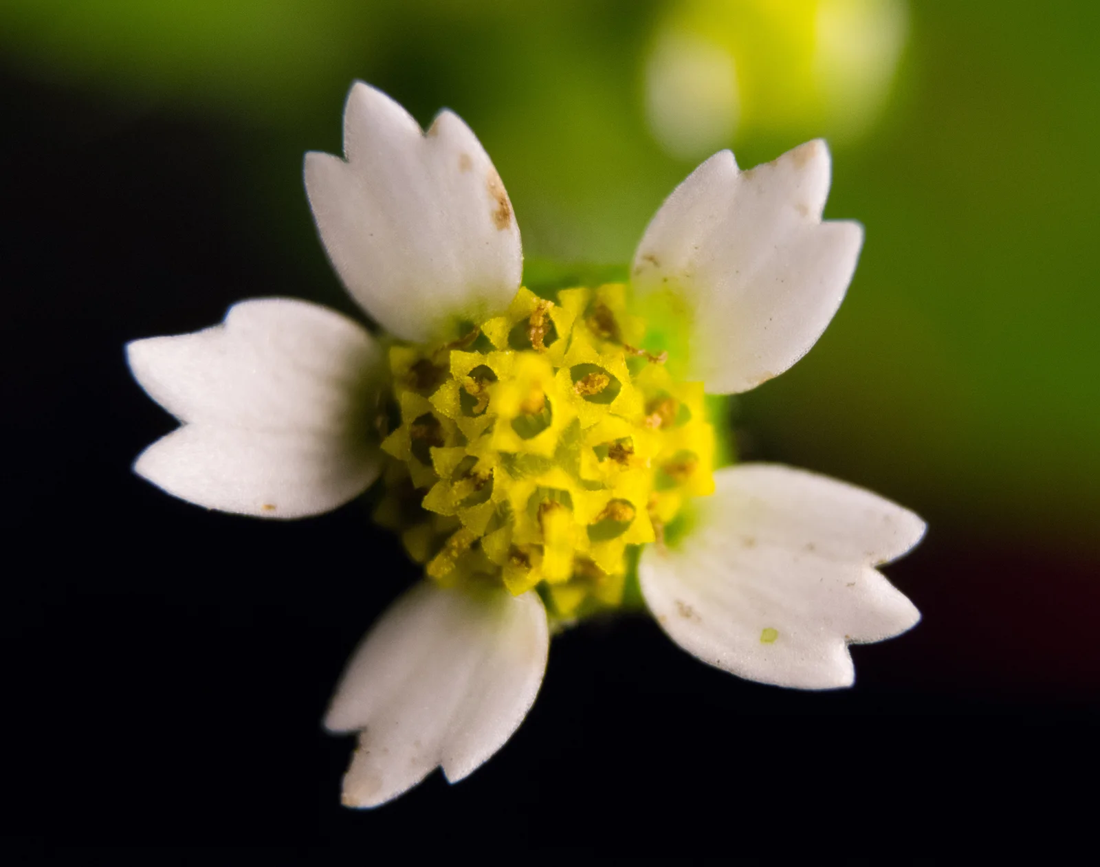 Galinsoga quadriradiata macro