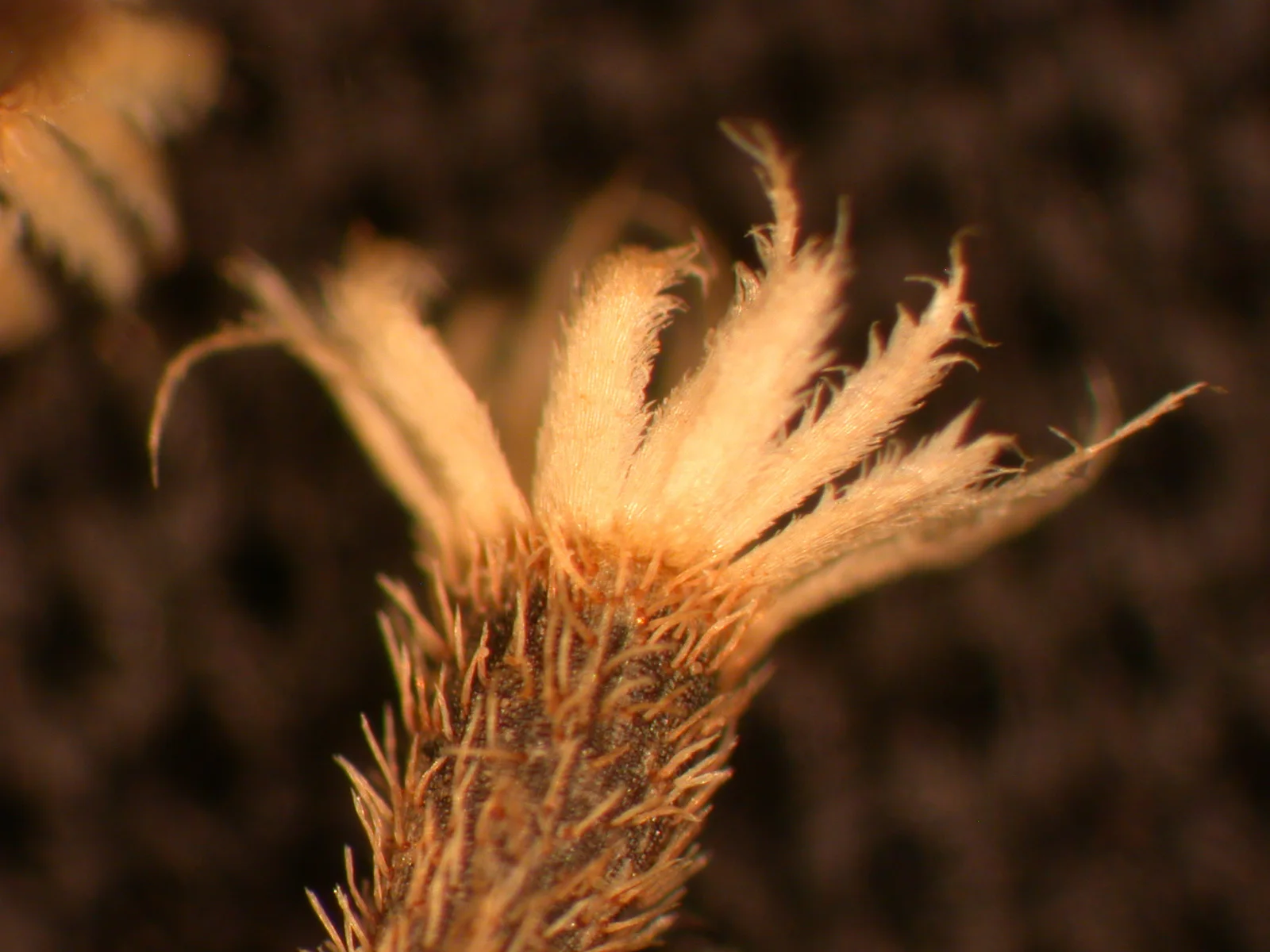 Galinsoga quadriradiata