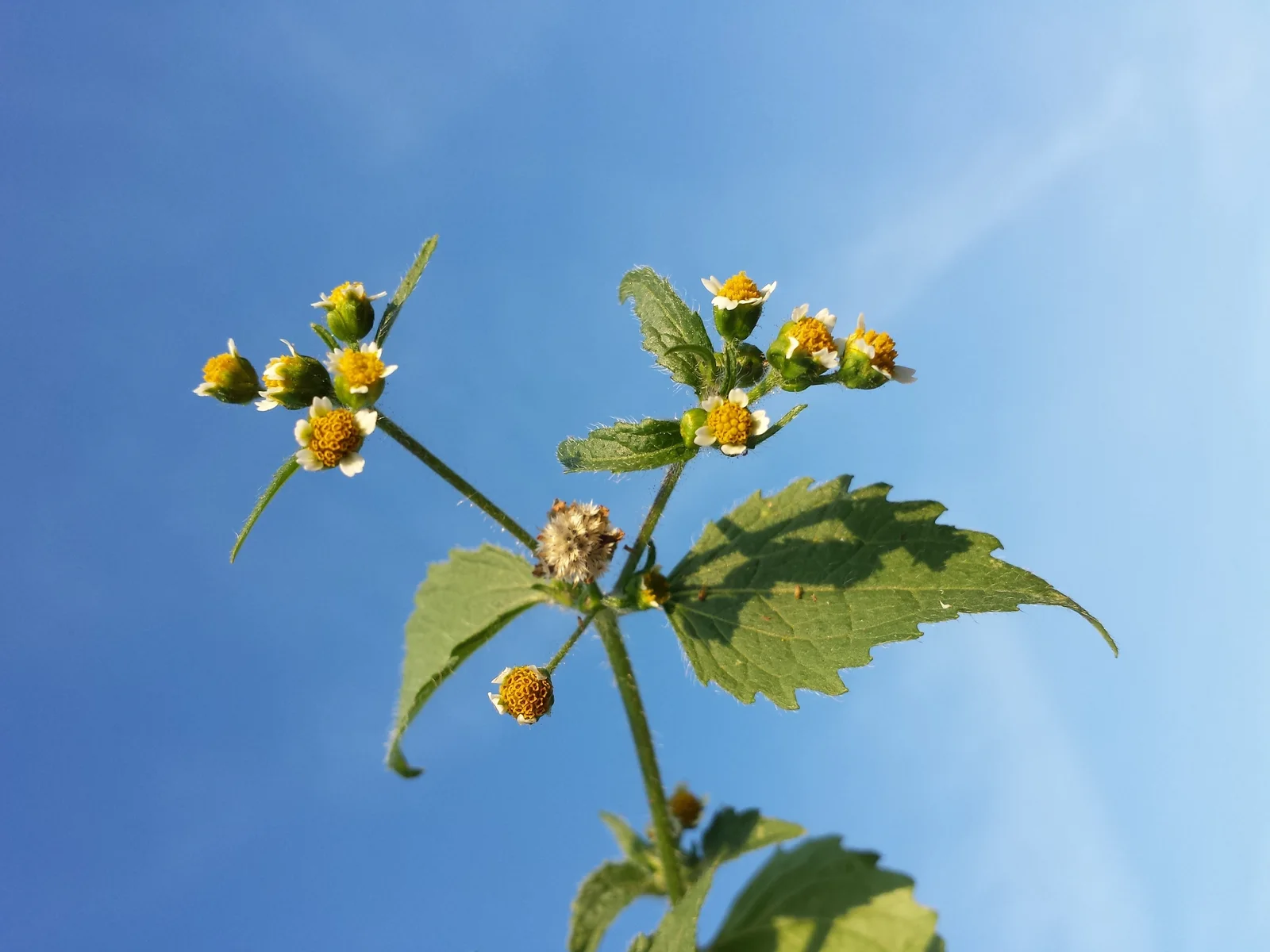 Galinsoga ciliata sl5