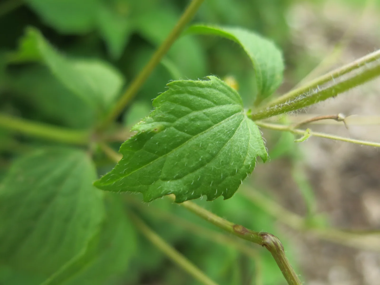 Galinsoga ciliata - leaf (18682556939)
