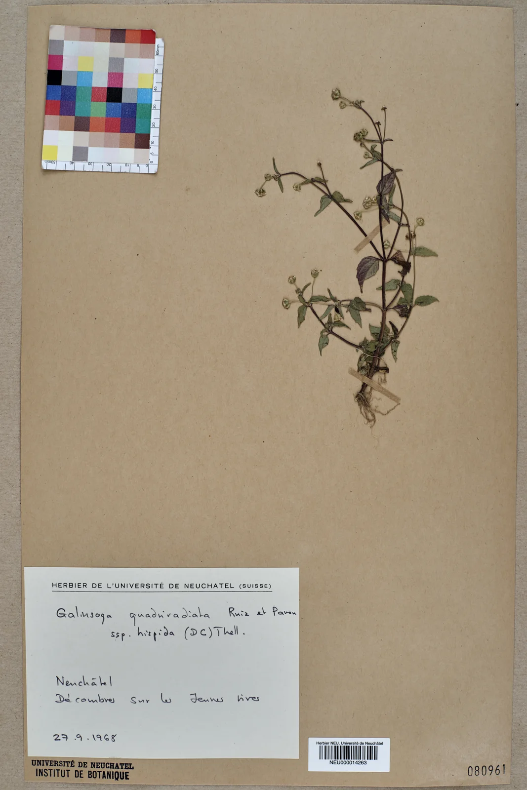 Neuchâtel Herbarium - Galinsoga quadriradiata - NEU000014263