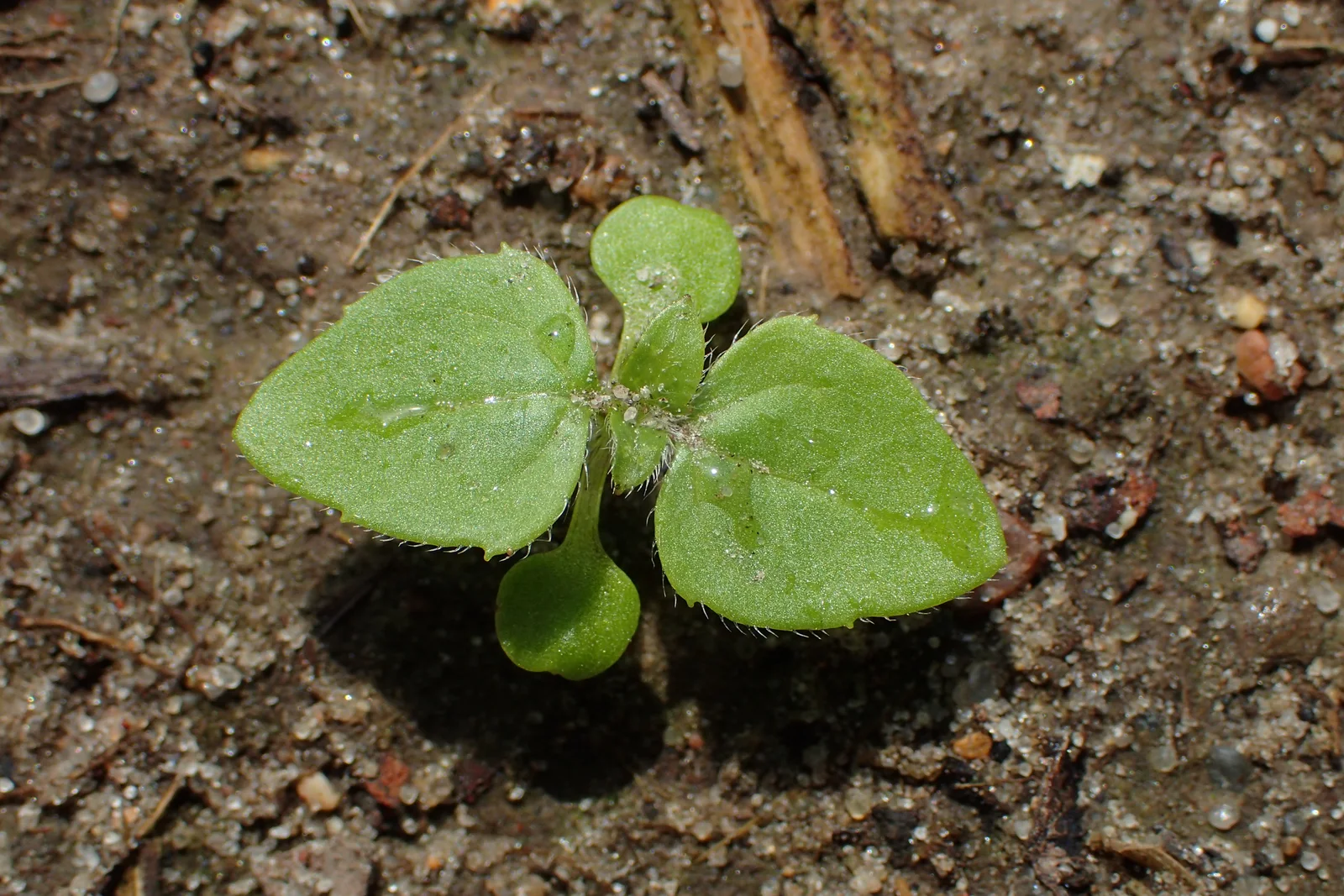 Galinsoga quadriradiata kz03