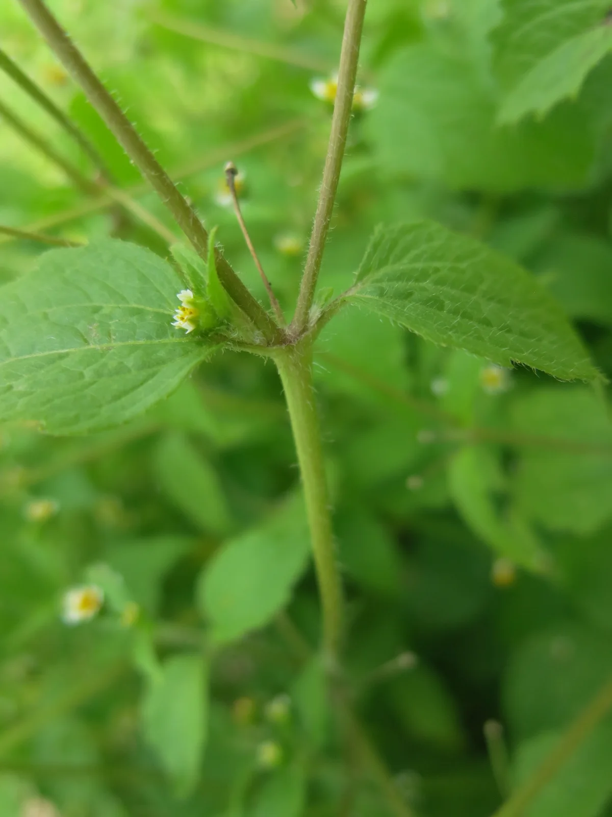 Galinsoga ciliata - stem (18248076463)