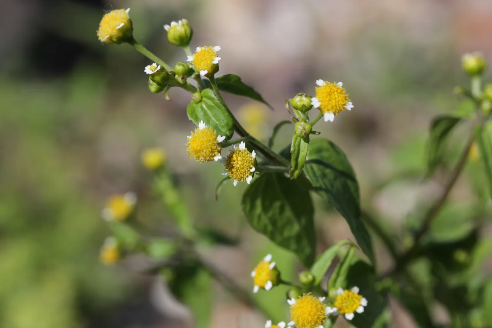 Galinsoga parviflora (30140381428)