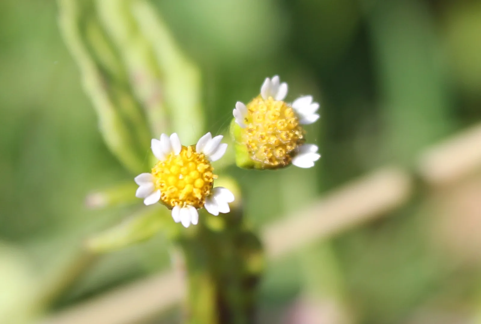 Galinsoga parviflora flowers