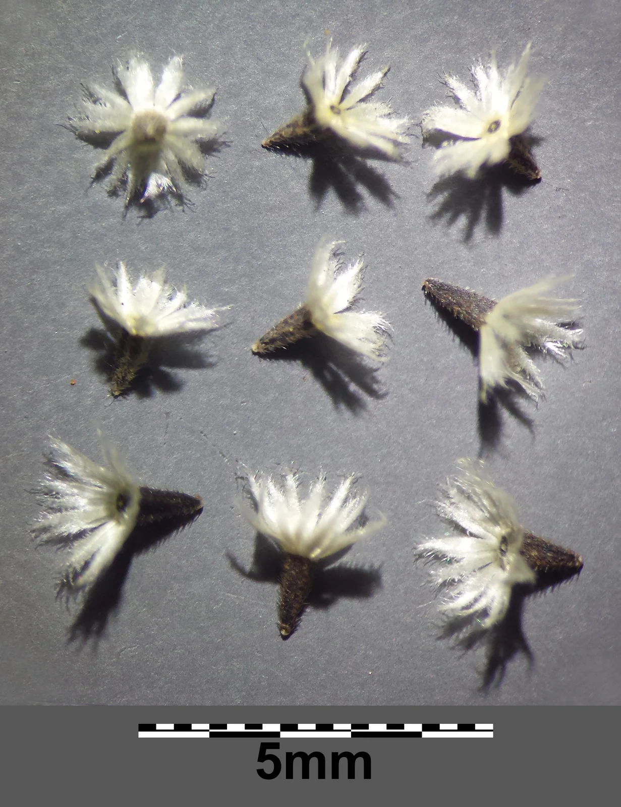 Galinsoga parviflora sl16
