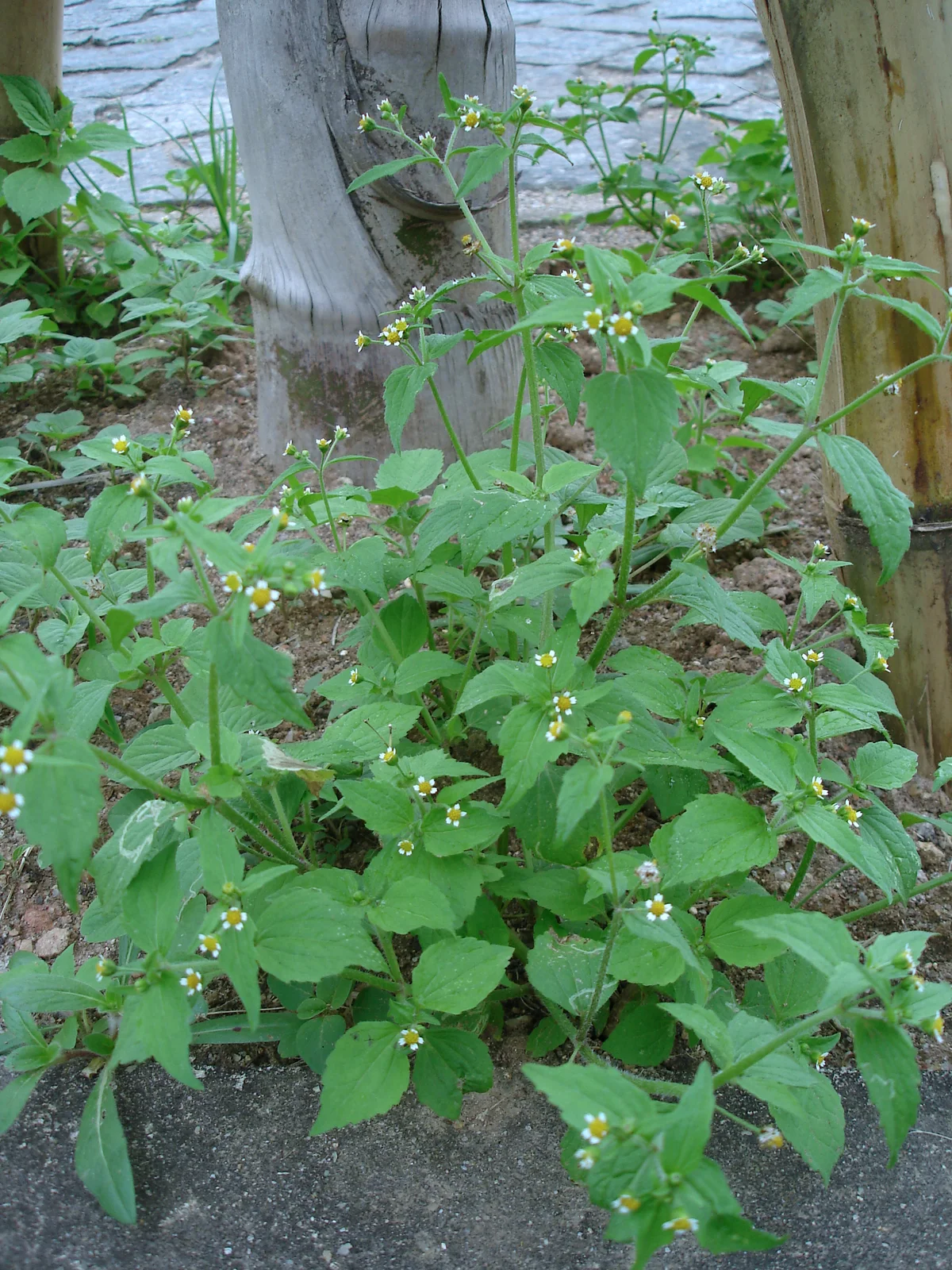 Galinsoga parviflora-1