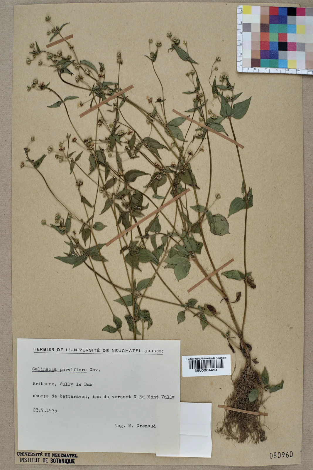 Neuchâtel Herbarium - Galinsoga parviflora - NEU000014264