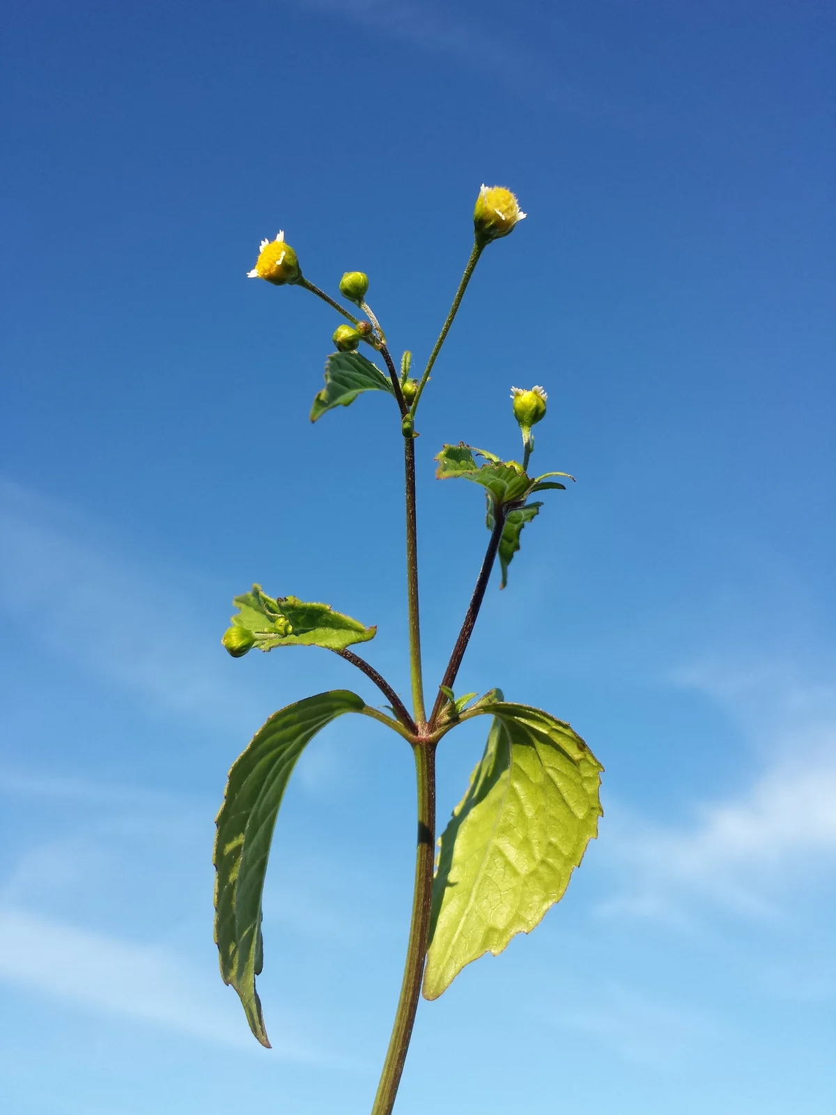 Galinsoga parviflora sl2