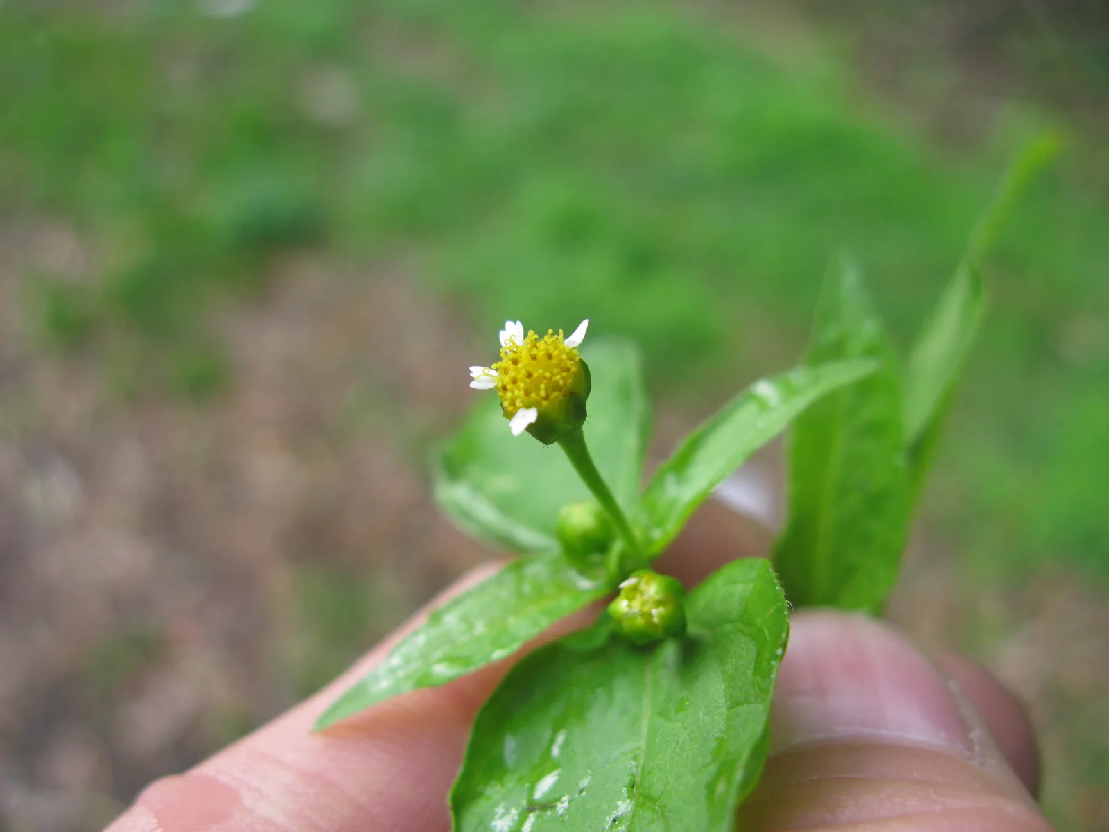 Galinsoga parviflora flowerhead9 (14616181571)