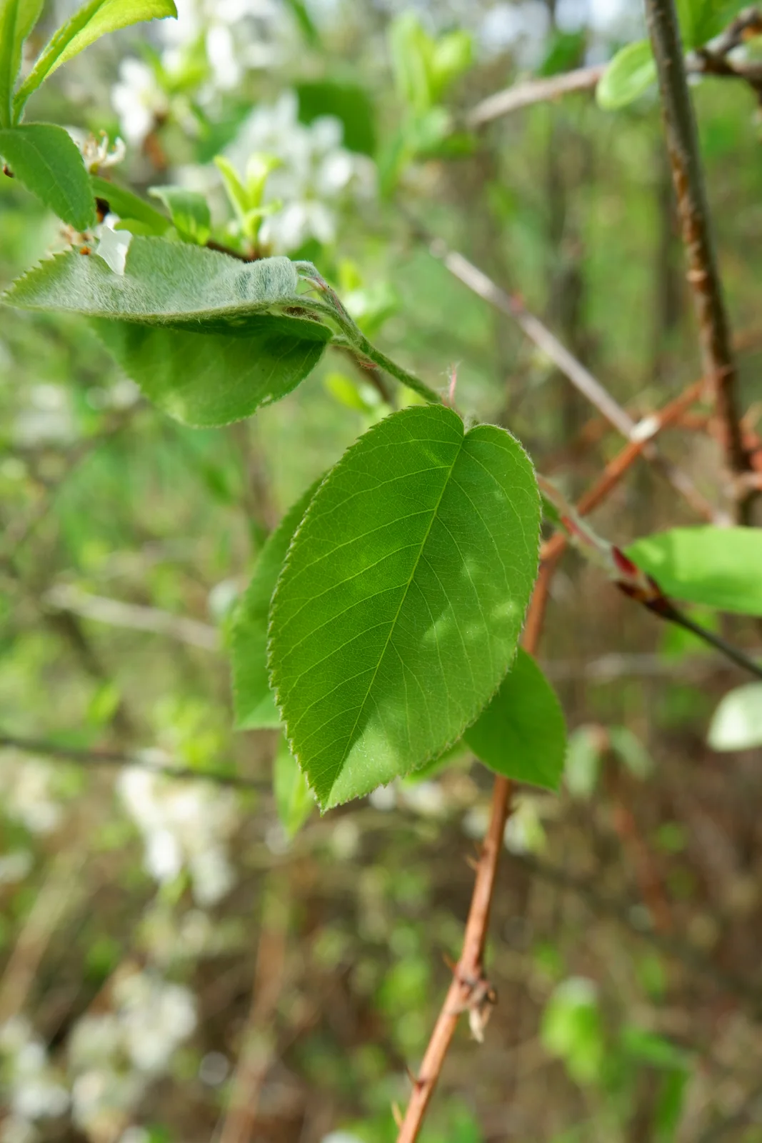 Korina 2018-04-23 Amelanchier spicata
