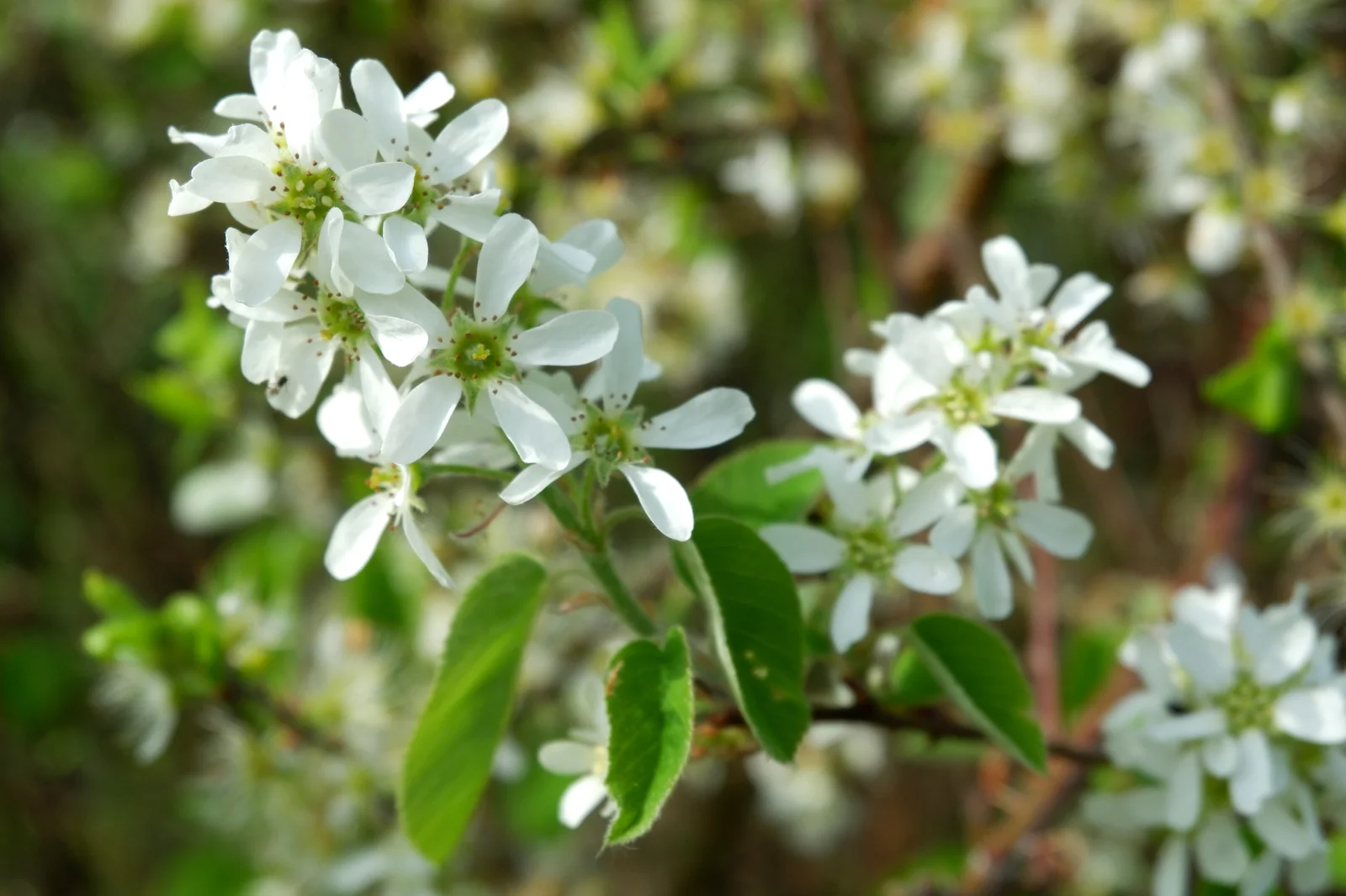 Korina 2018-04-23 Amelanchier spicata 1