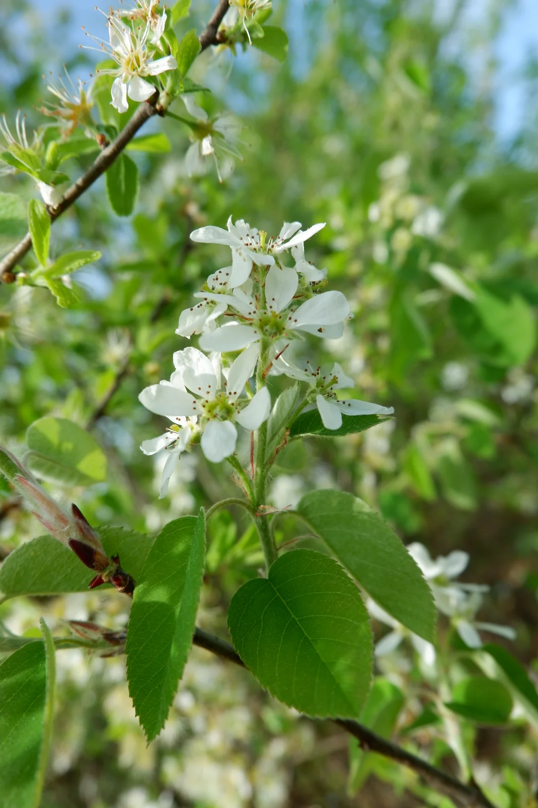 Korina 2018-04-23 Amelanchier spicata 2