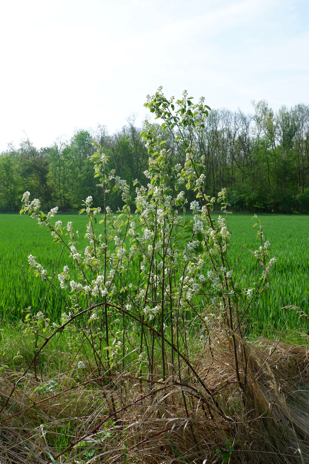Korina 2018-04-23 Amelanchier spicata 3