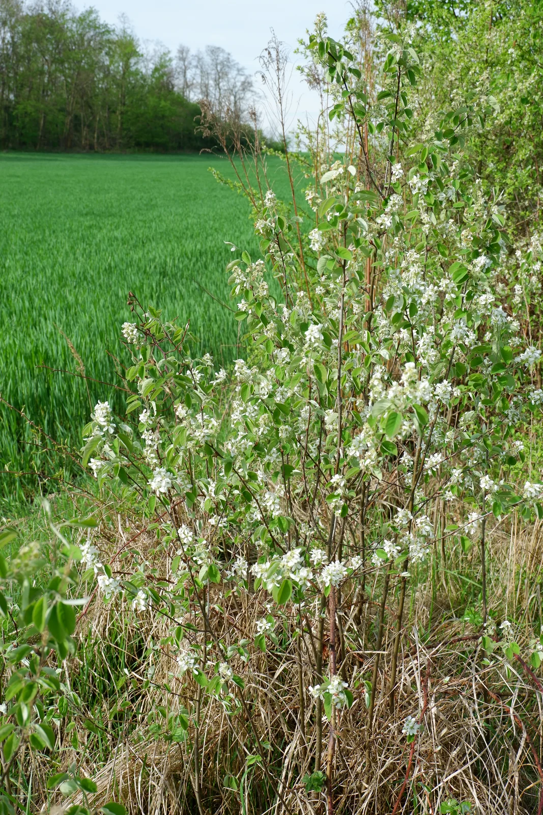 Korina 2018-04-23 Amelanchier spicata 4