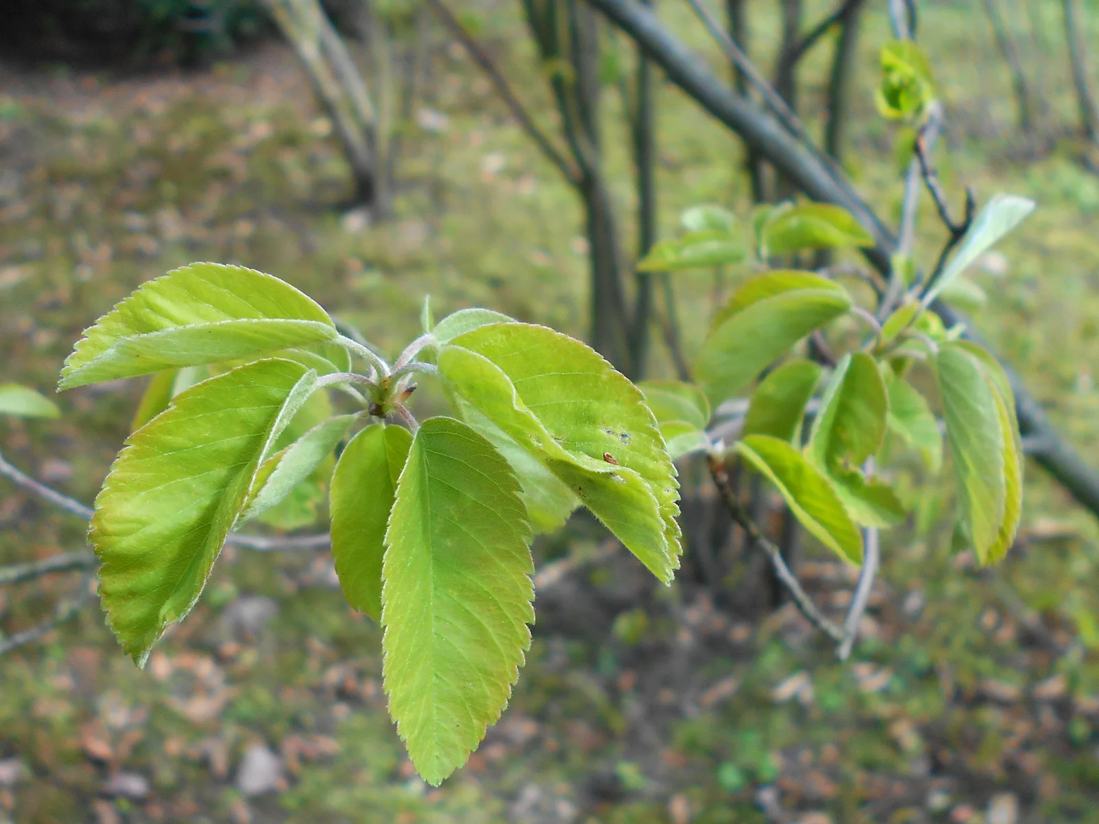 Amelanchier spicata 2017-04-20 8054