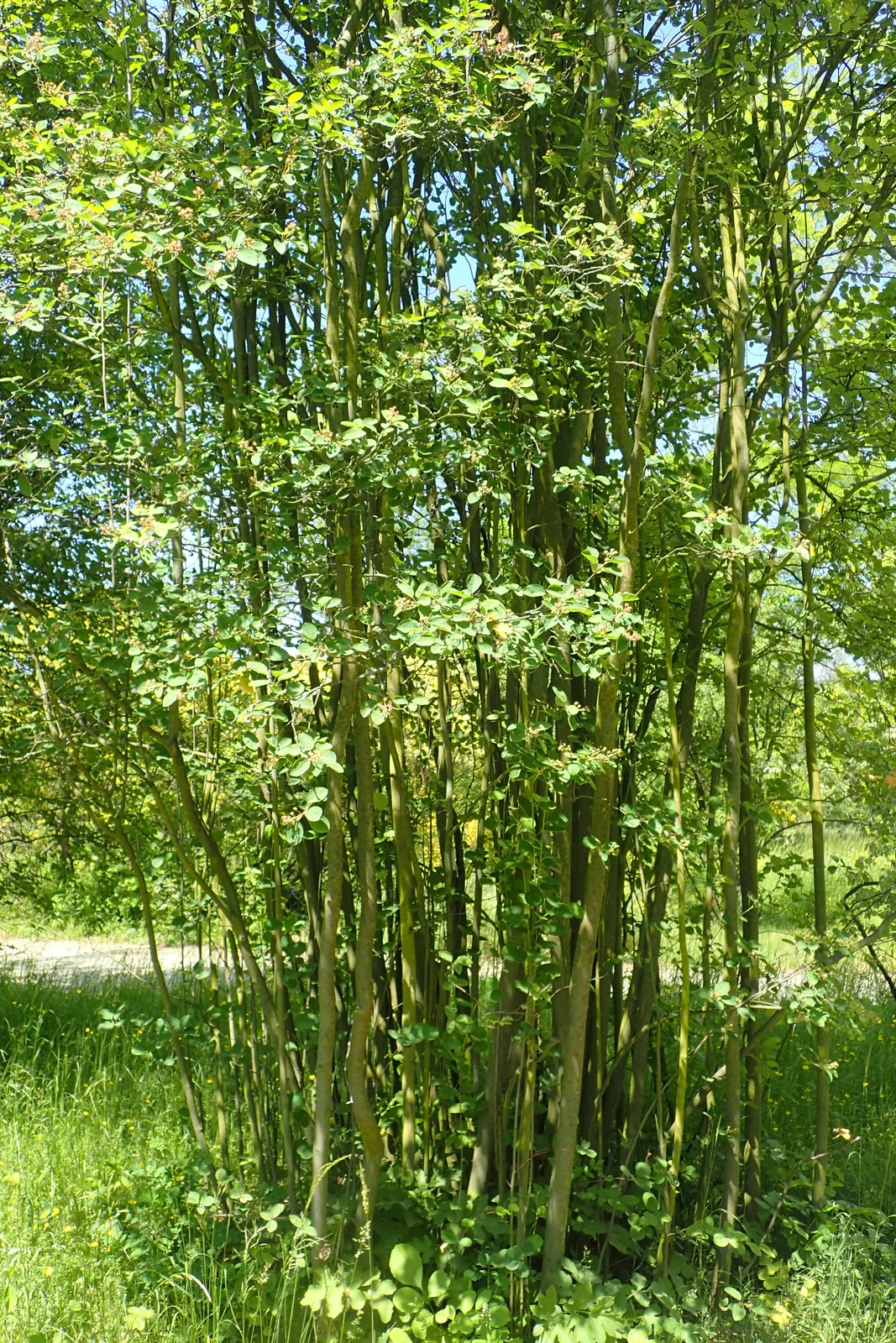 Amelanchier spicata kz1