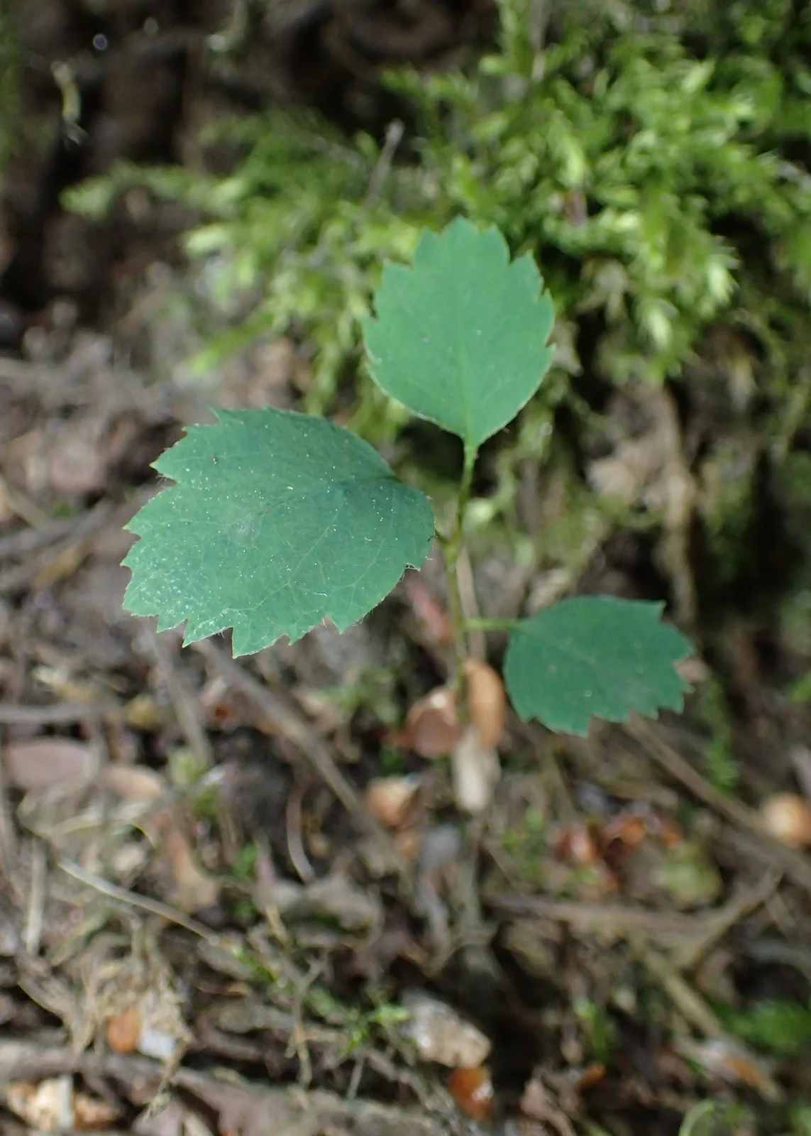 Amelanchier spicata kz04