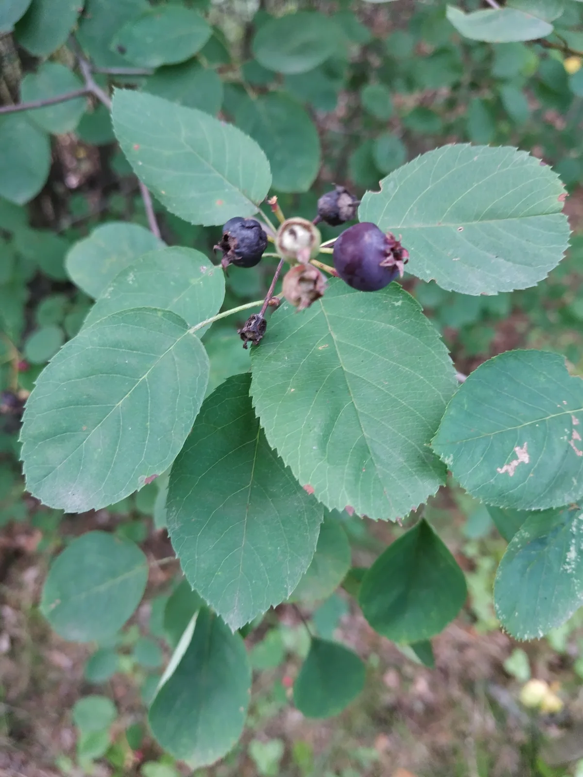 Amelanchier spicata observation 53643519