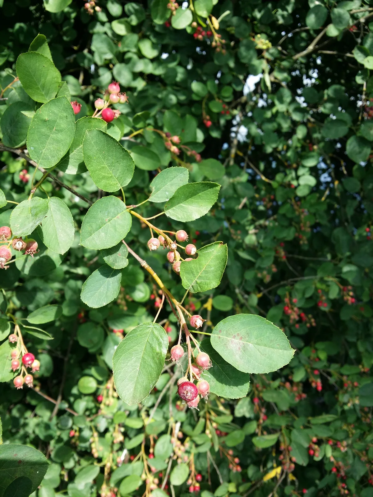Amelanchier spicata sl3