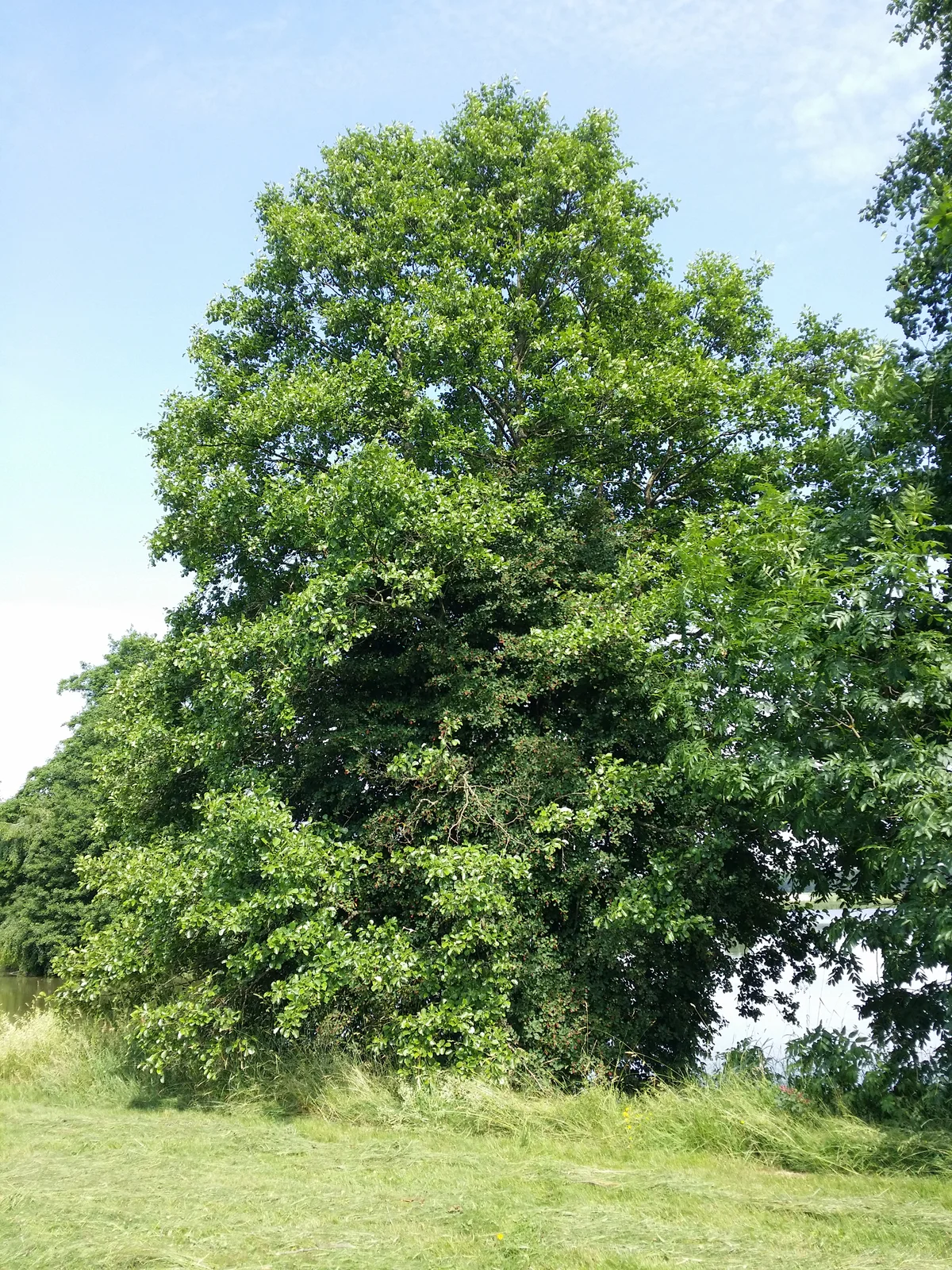 Amelanchier spicata sl6